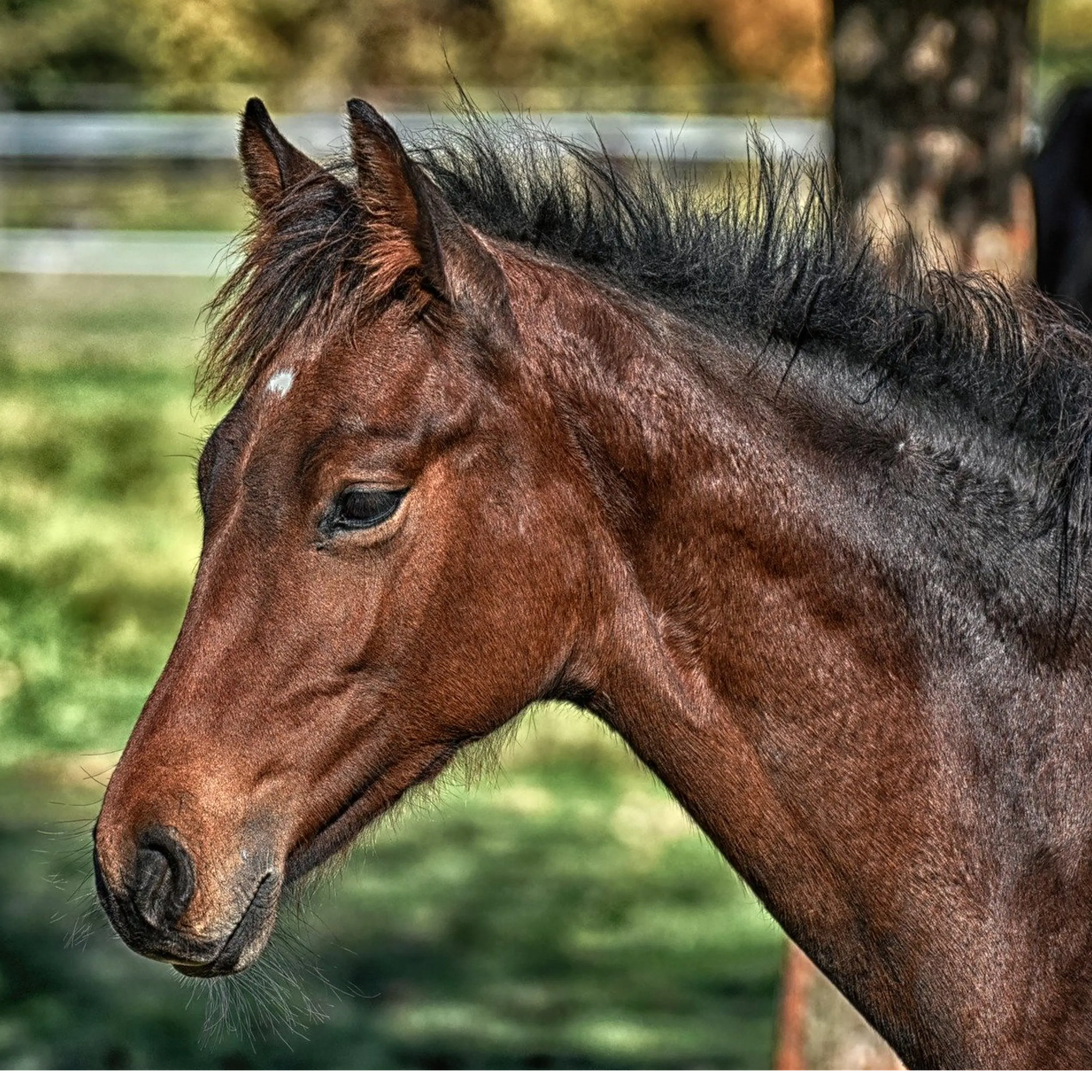 Qu'est-ce que l'affaire des chevaux mutilés ?
