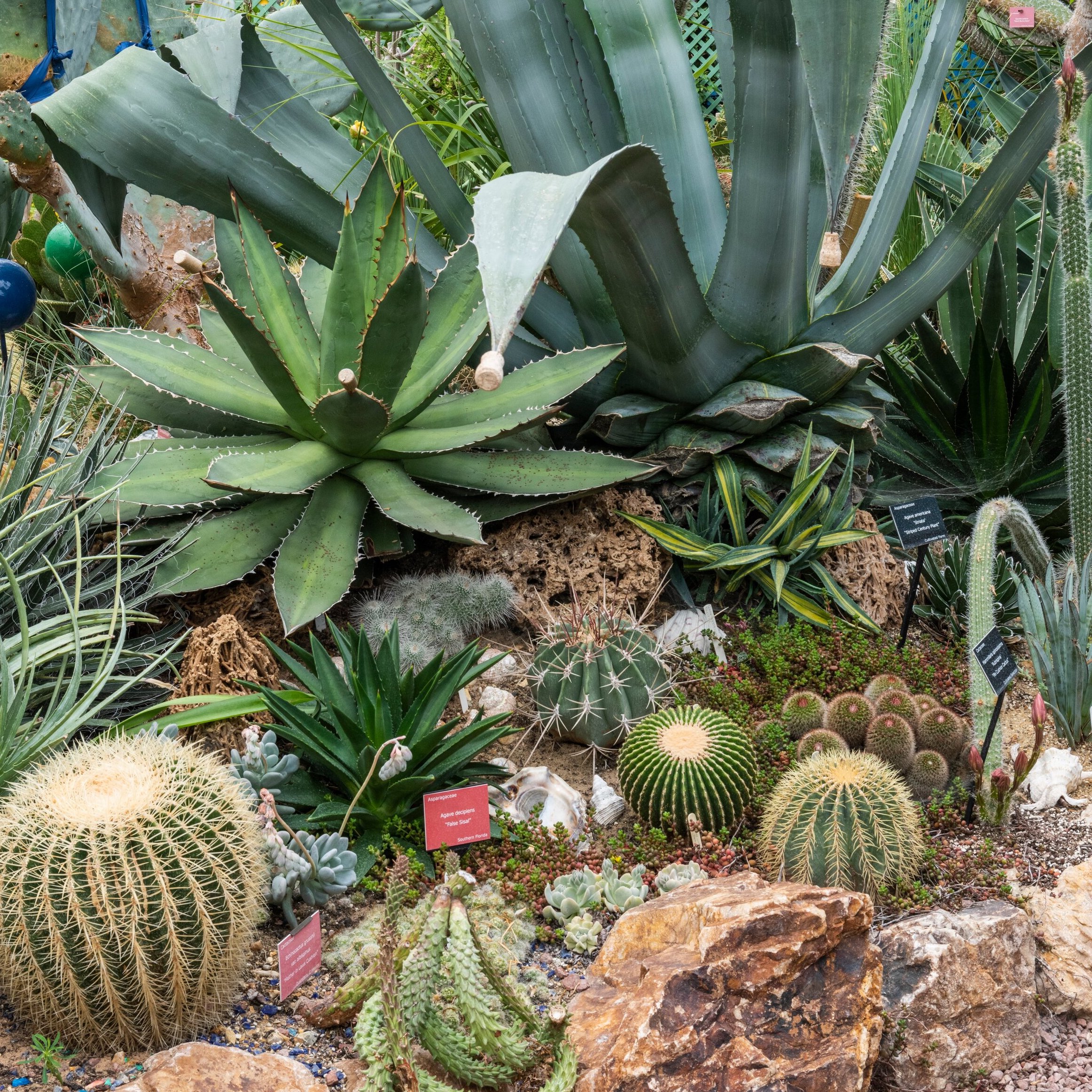 Gardening Through Extremes: Survival, Heatwaves & Budget Hacks