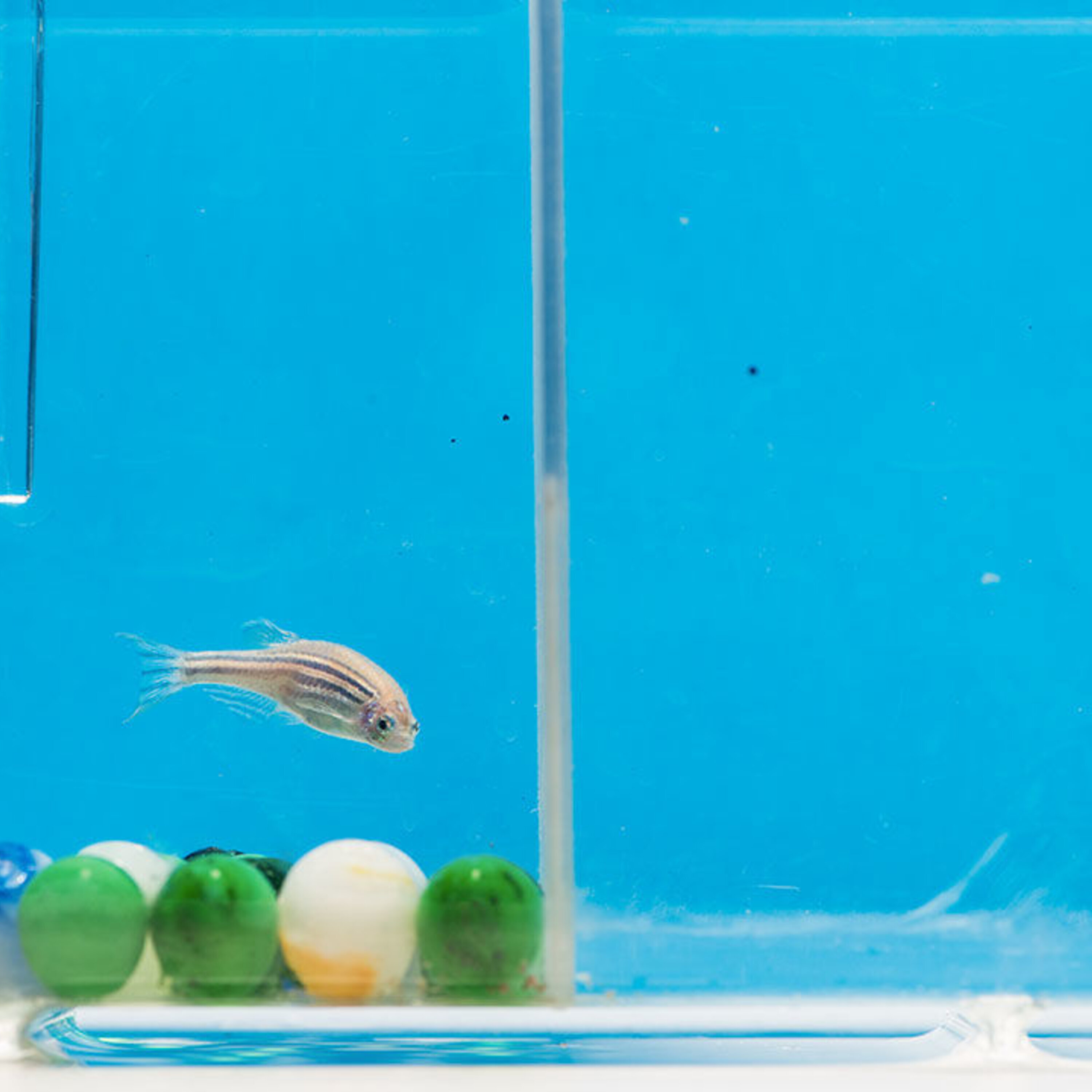 Happy lab animals may make better research subjects, and understanding the chemistry of the indoor environment