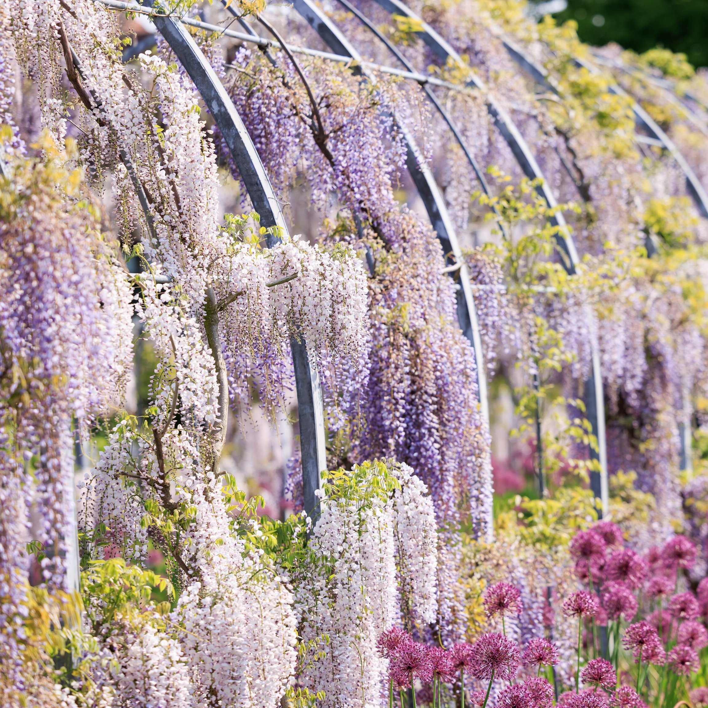 Wading into wisteria, managing mildew and an existential conundrum