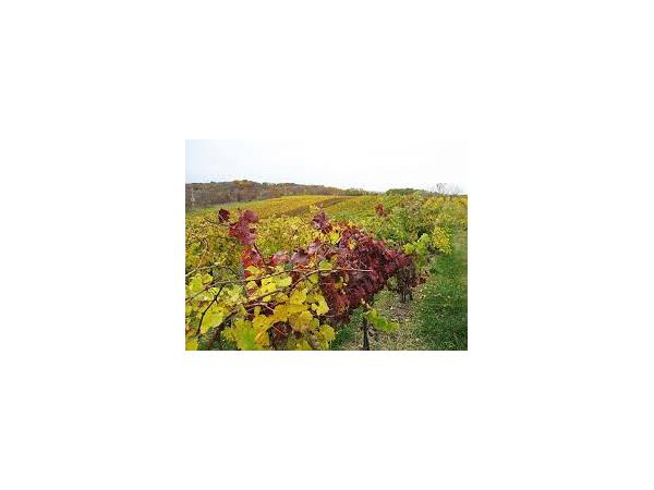 Missouri Wines: Worth Another Taste with Vox Vineyard's Jerry Eisterhold episode artwork