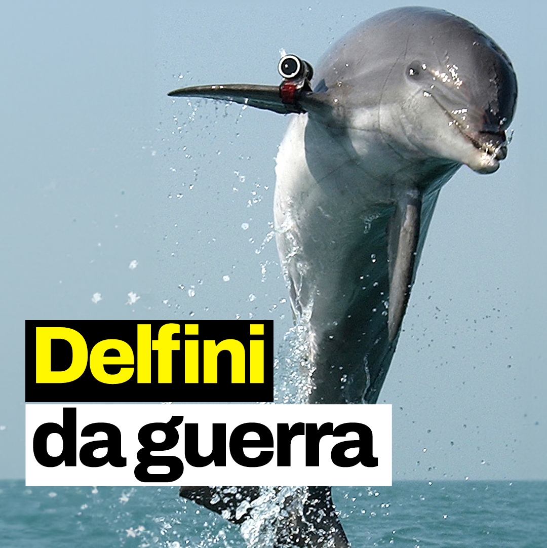Delfini militari da guerra: a cosa servono e come vengono addestrati