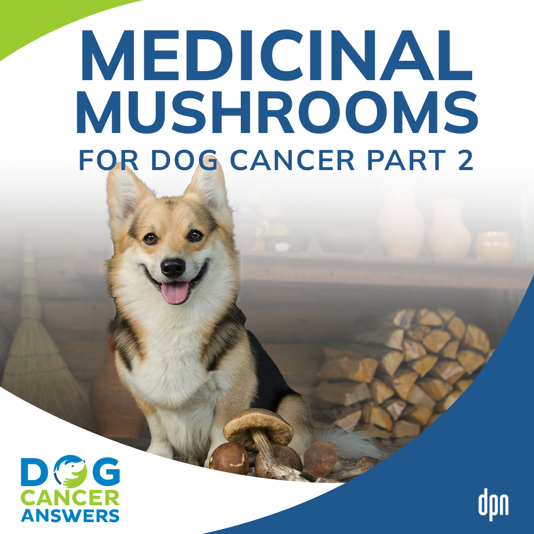 Medicinal Mushrooms for Dog Cancer Part 2 | Dr. Robert Silver #189