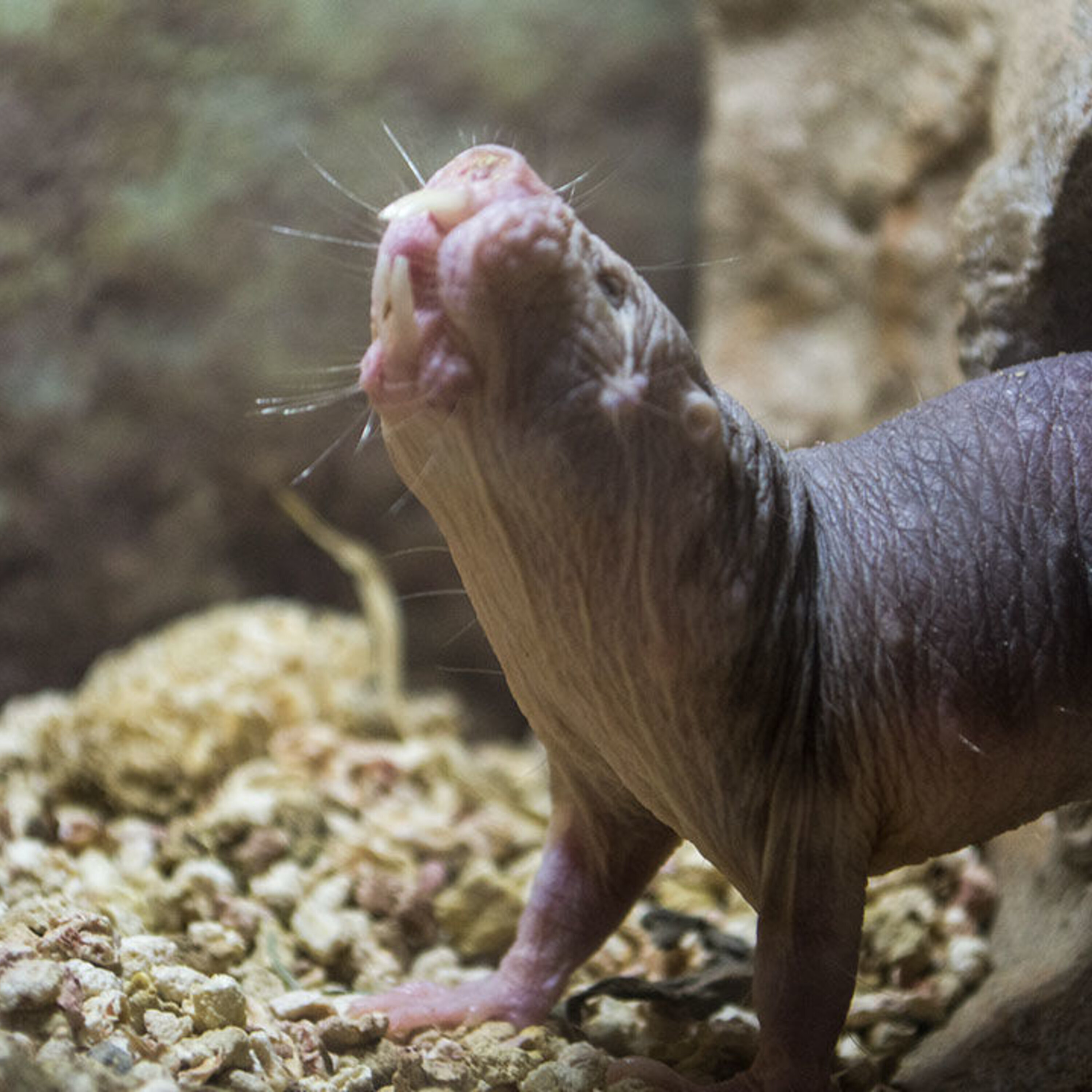 Following 1000 people for decades to learn about the interplay of health, environment, and temperament, and investigating why naked mole rats don’t seem to age