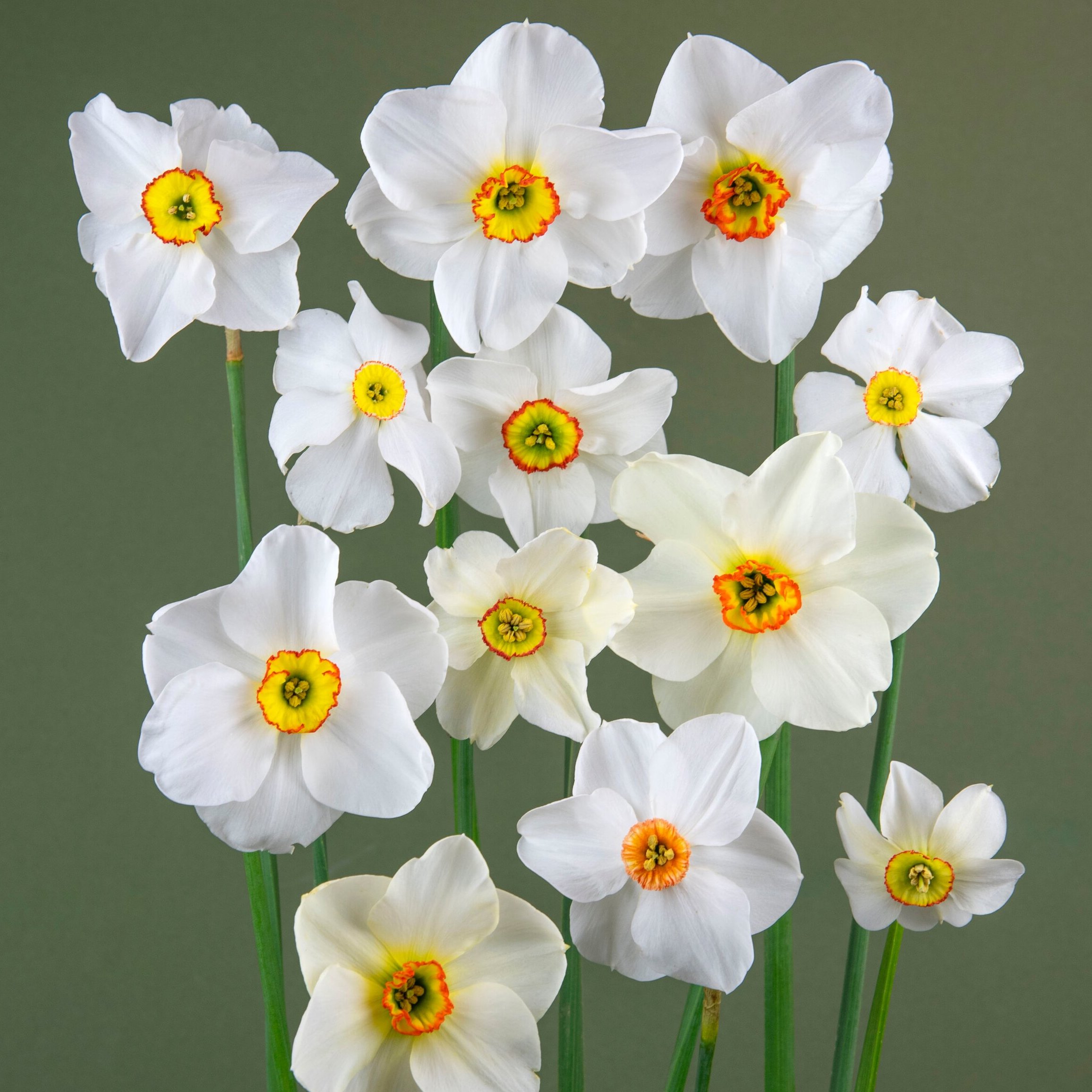 Pioneering Women Gardeners, Daffodils and Climate Lessons