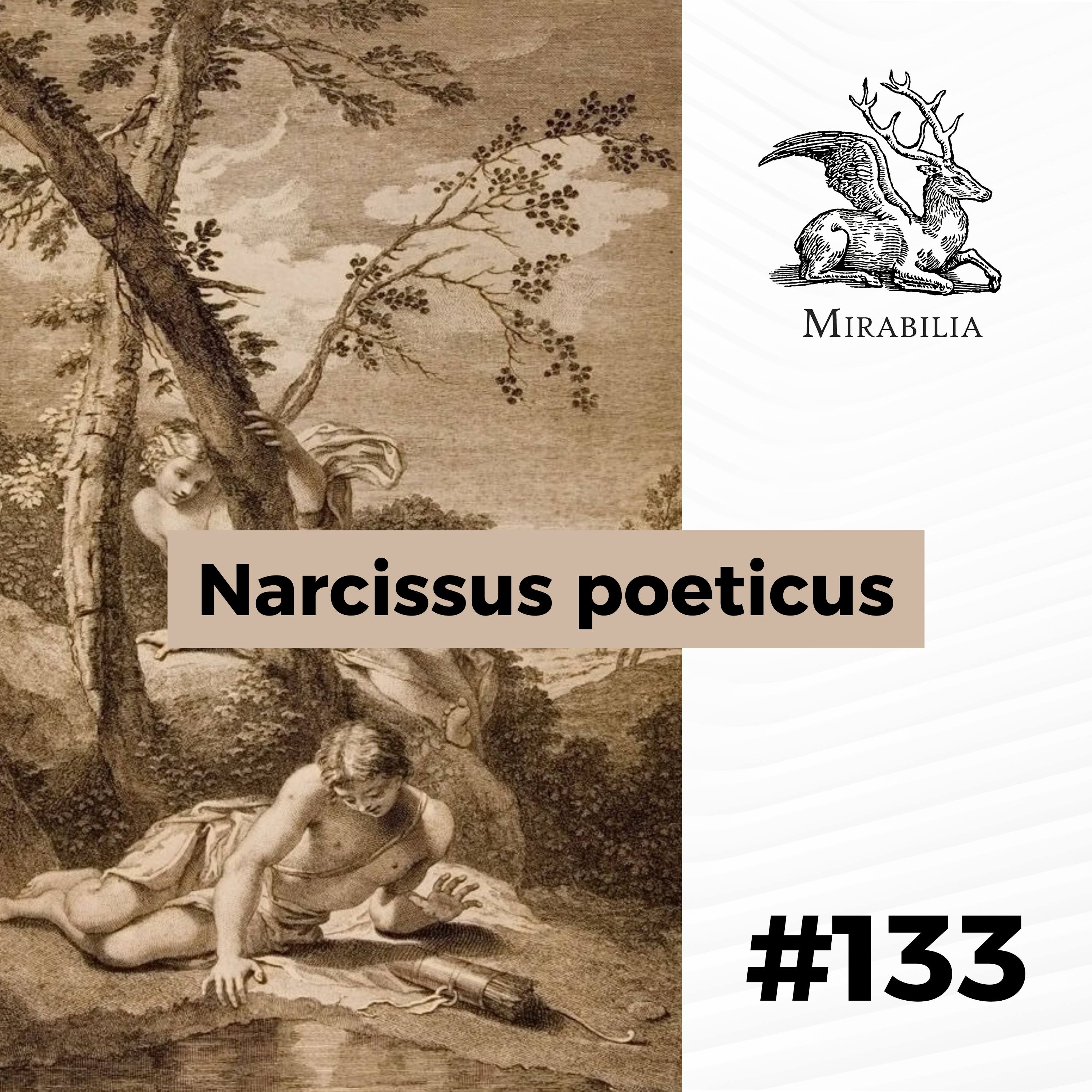 133. Narcissus poeticus