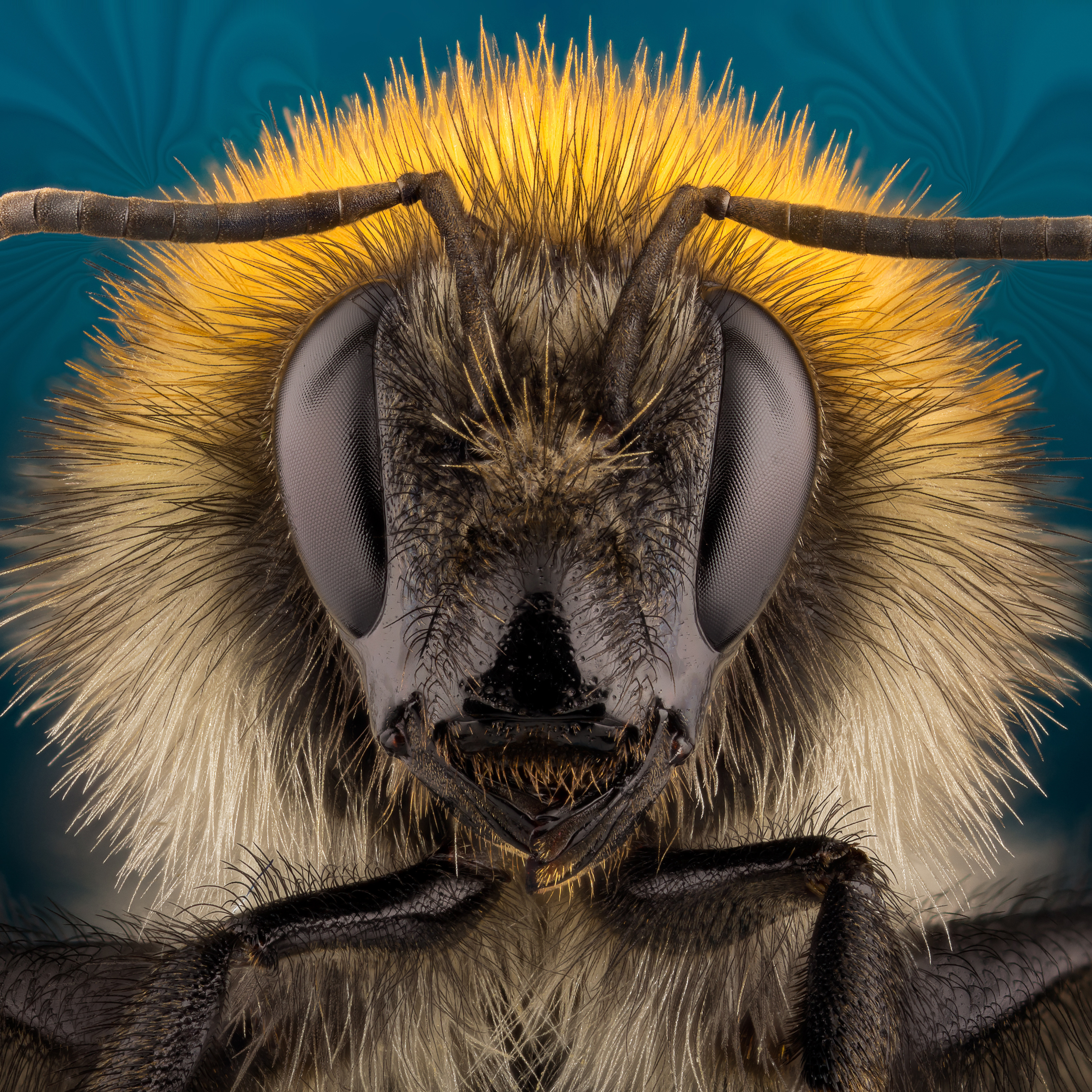 Thumbnail for "Hey Bumblebee".