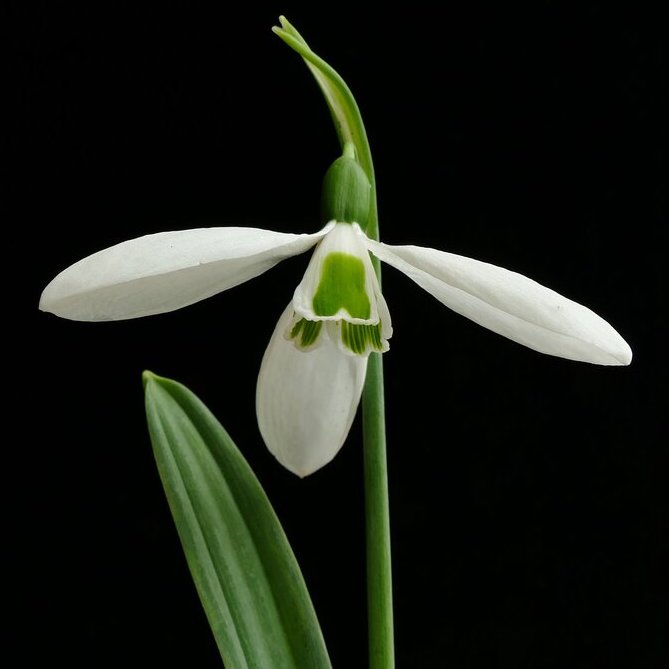 The Autumn Shift: Hibernaculums, Snowdrops, and Jane Austen