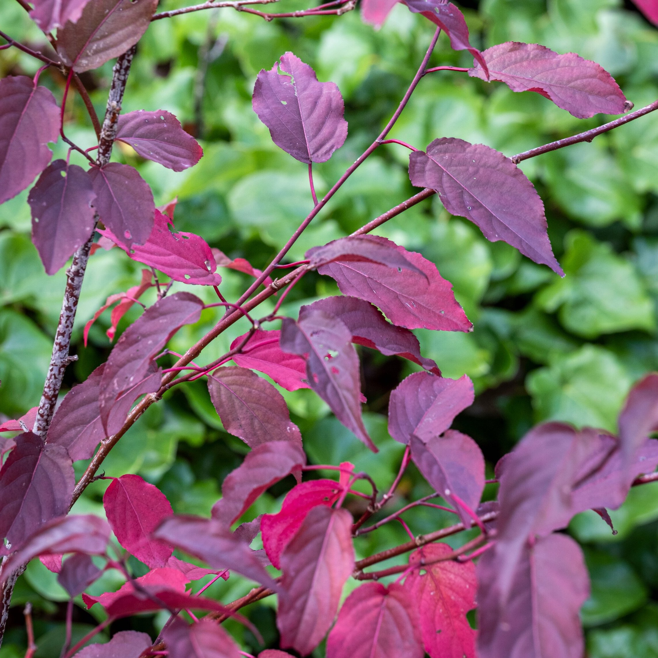 Living Libraries: Stories from The Plant Review