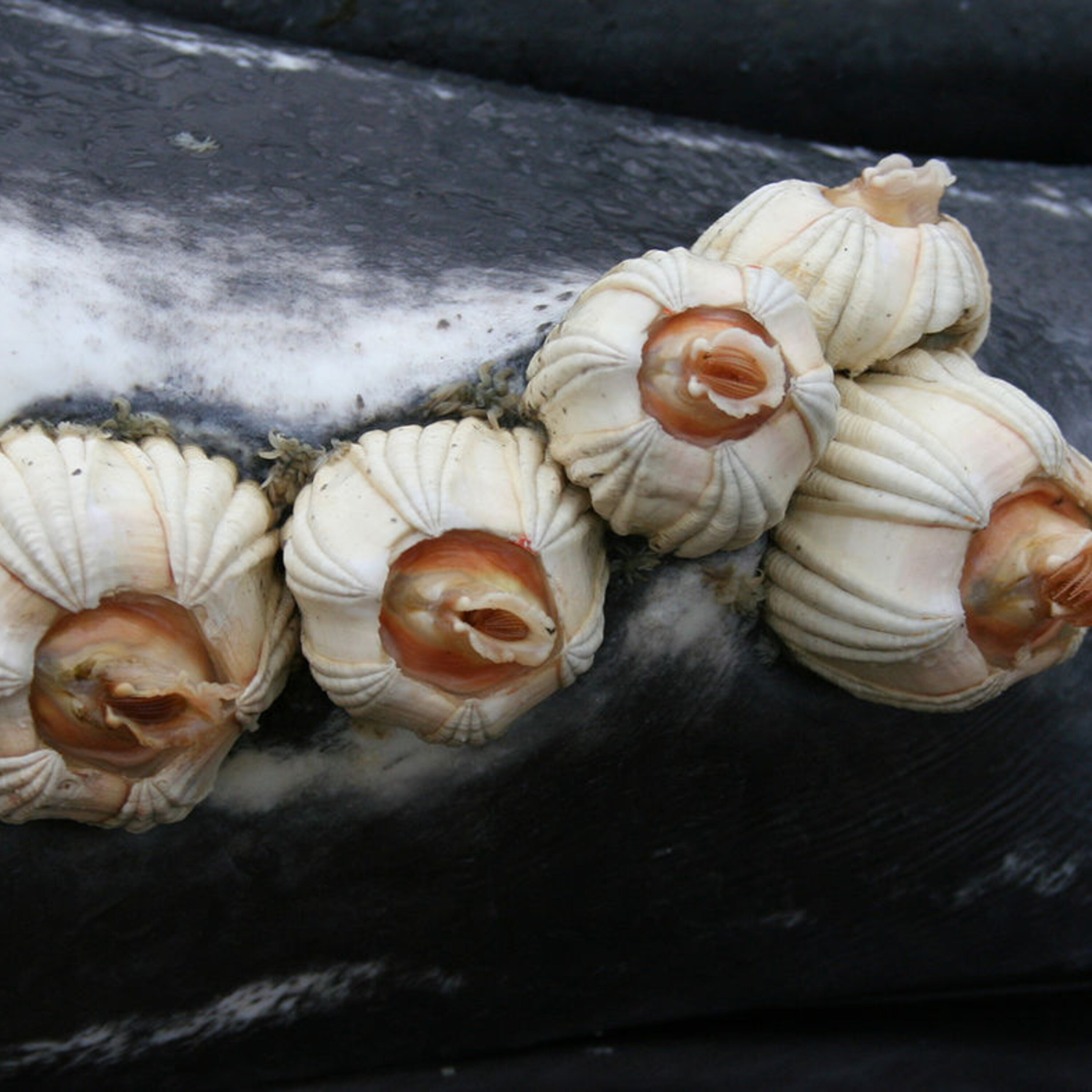 Salad-eating sharks, and what happens after quantum computing achieves quantum supremacy