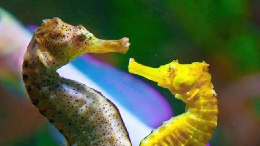 ¿Hay animales machos que paren o ponen huevos?