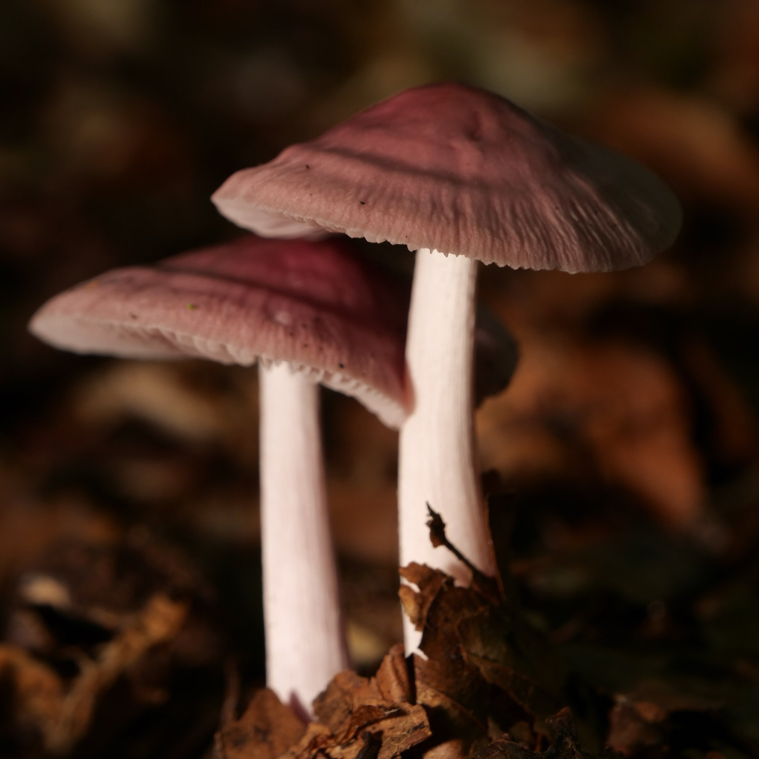 Hidden Worlds: From Fungal Networks to Literary Landscapes