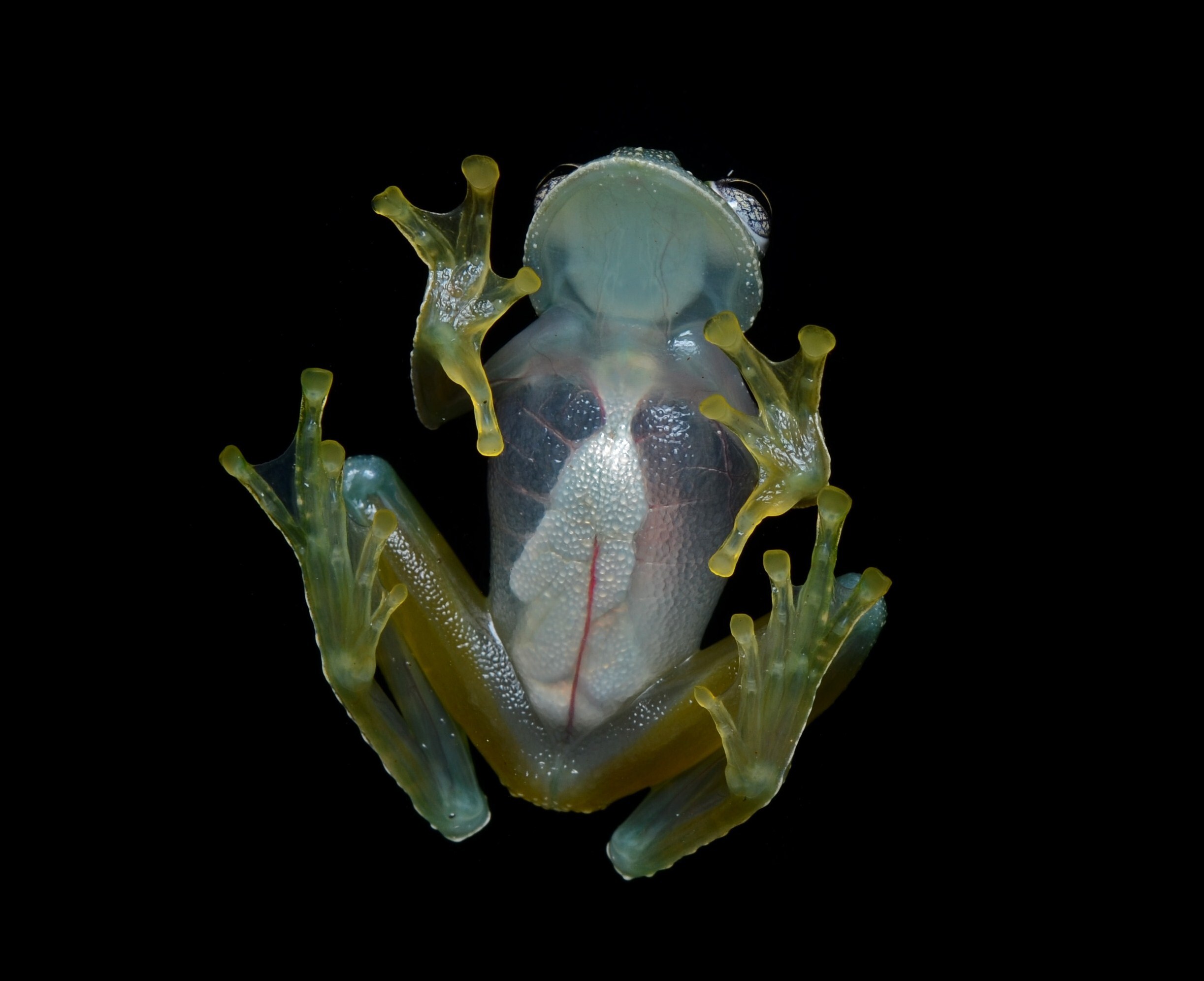 Episode 284:Glassy Glass Frogs