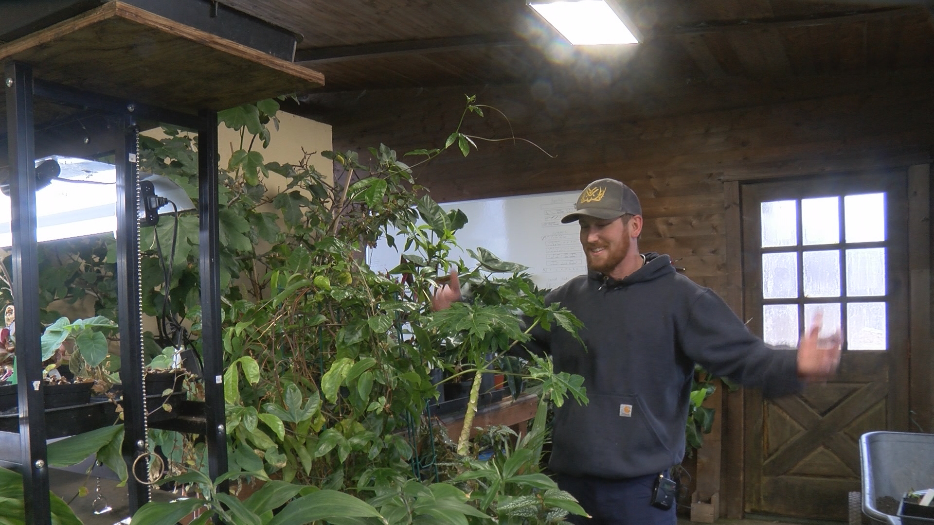 Best of Montana Moment: Bananas, papayas, pineapples in Bitterroot greenhouse episode artwork