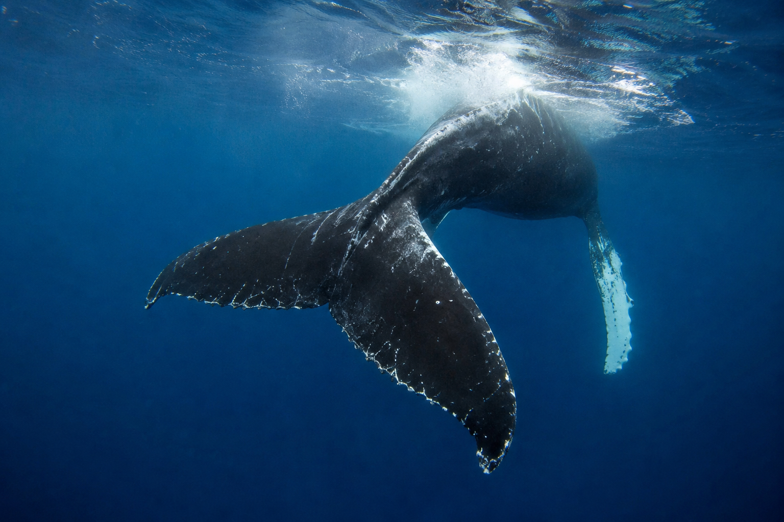 Humpback Whales: Ocean Engineers of the Deep (classic)