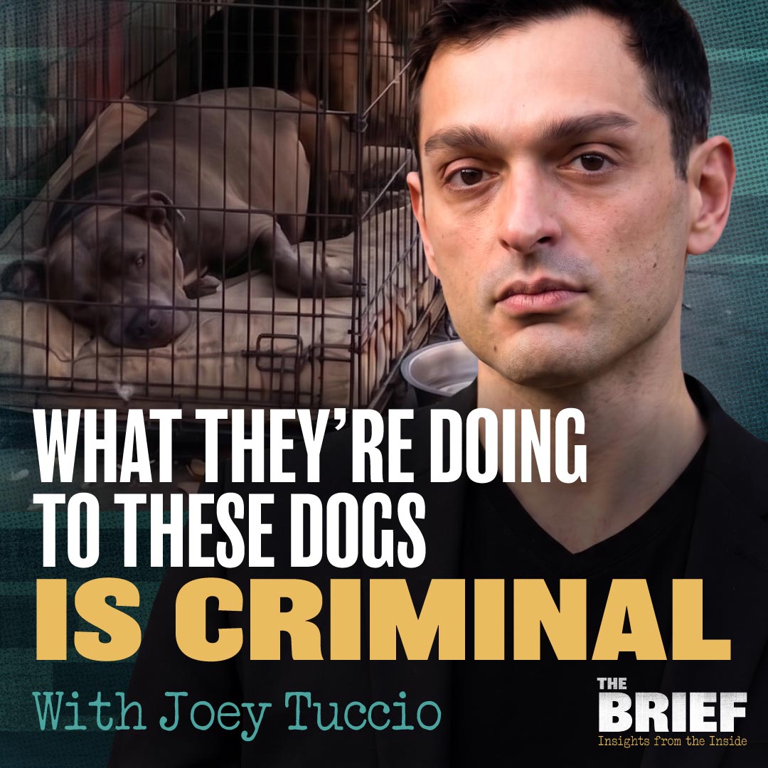 The Brief: Insights from the Inside | PragerU