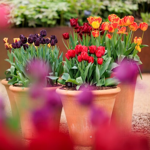 Plants for Purpose: How Research is Reimagining Our Gardens