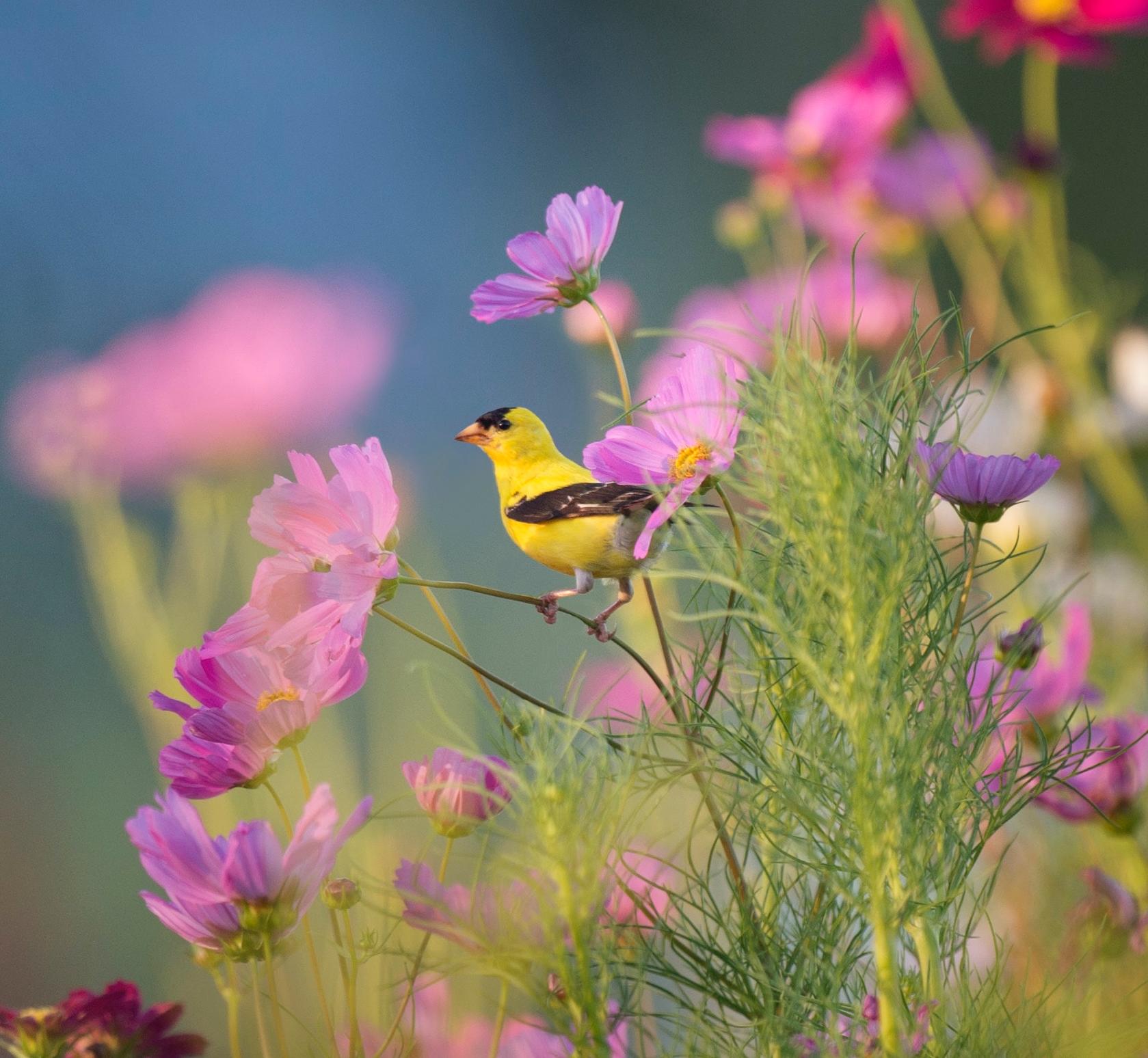 Morning Birds Chirping: 8-Hour Tranquil Avian Soundscape for Relaxation, Studying & Sleep episode artwork