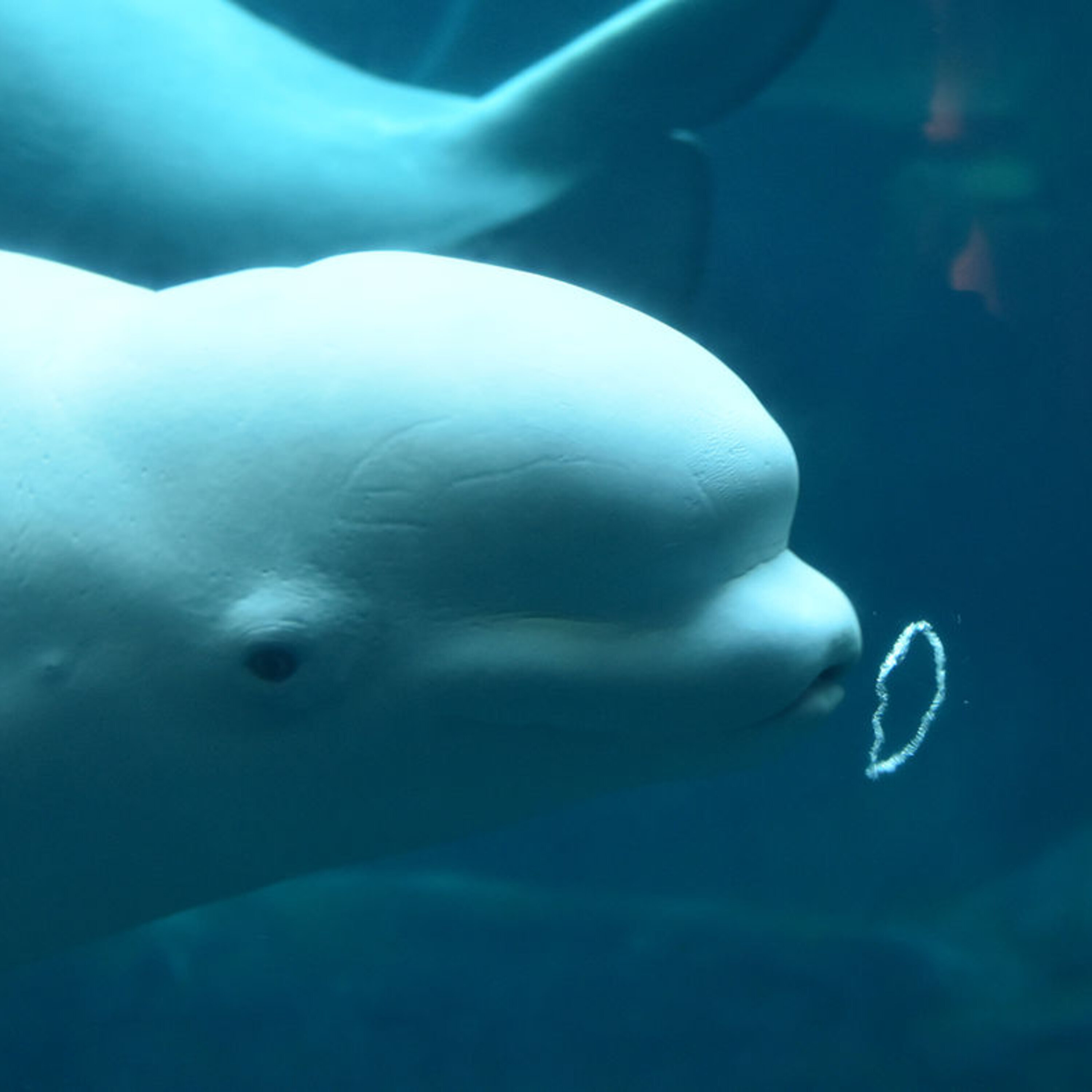 Putting the breaks on driverless cars, and dolphins that can muffle their ears