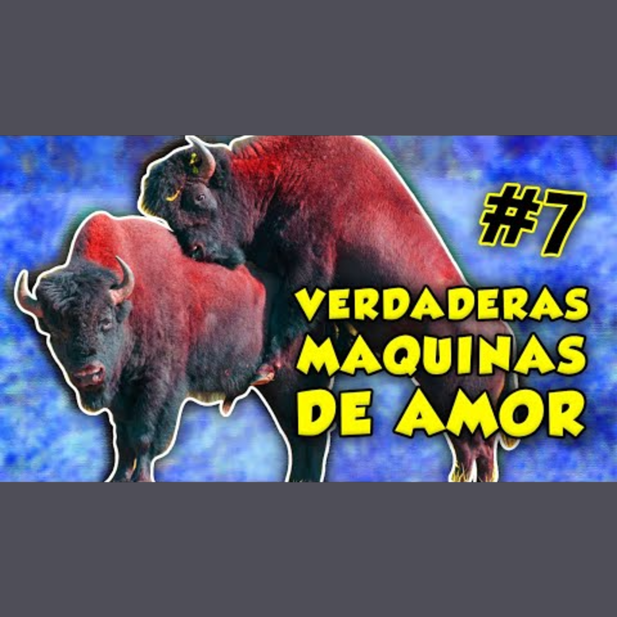 Animalogic En Español