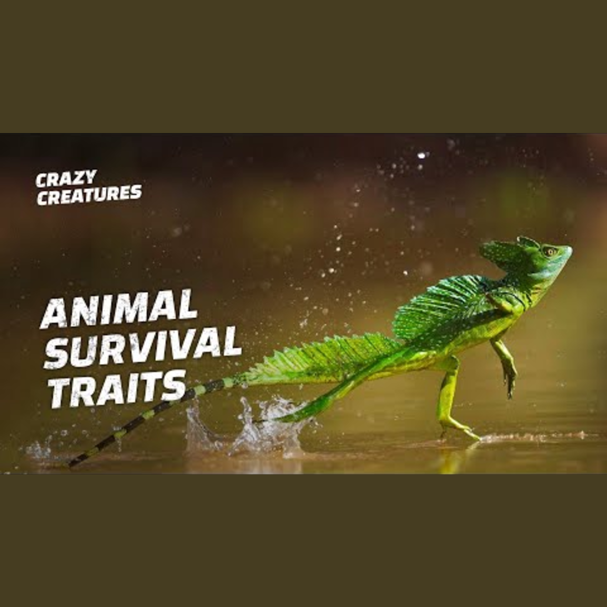 Survival Tactics: Incredible Animal Adaptations episode artwork