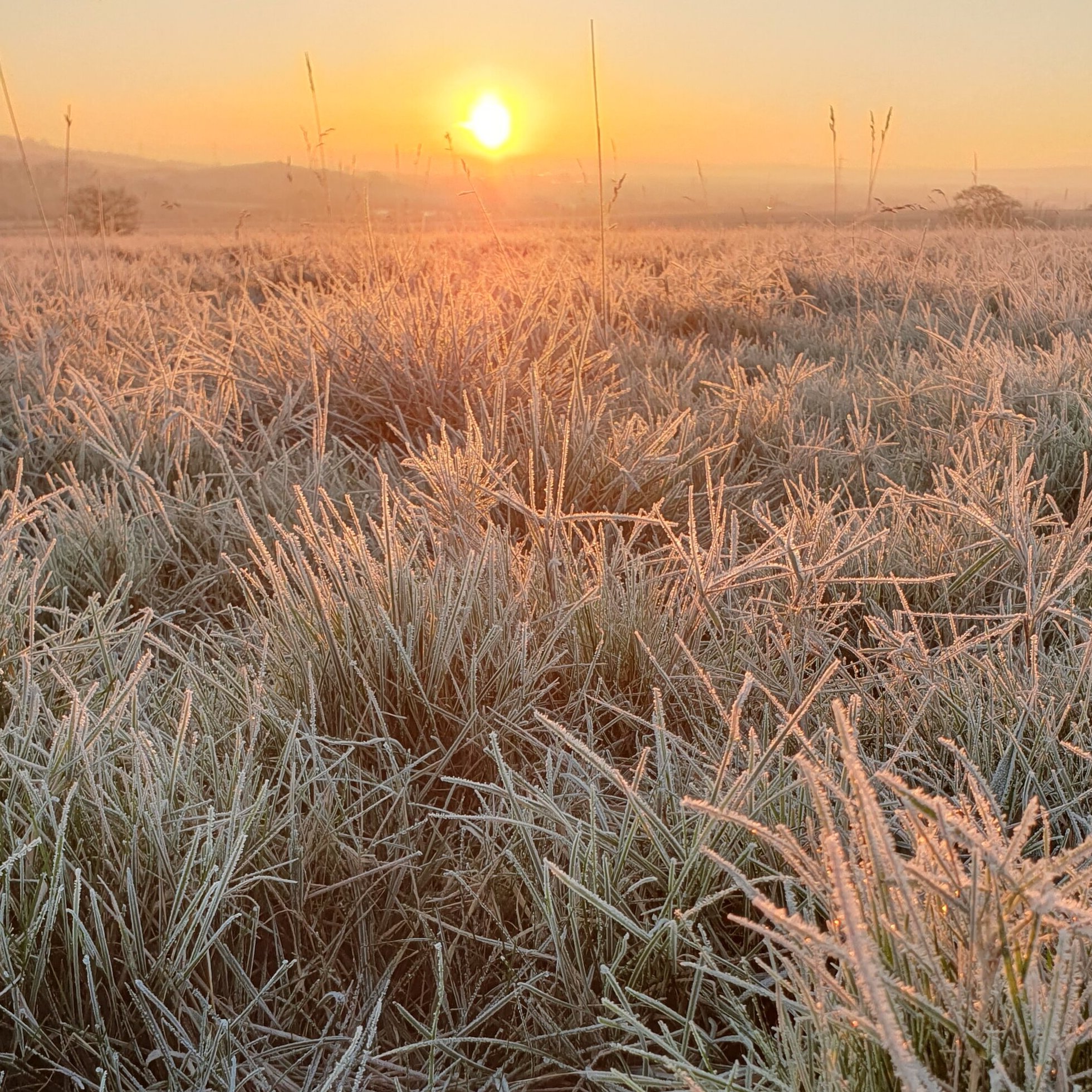 When seasons slip: How to maximise your garden for plants and wildlife
