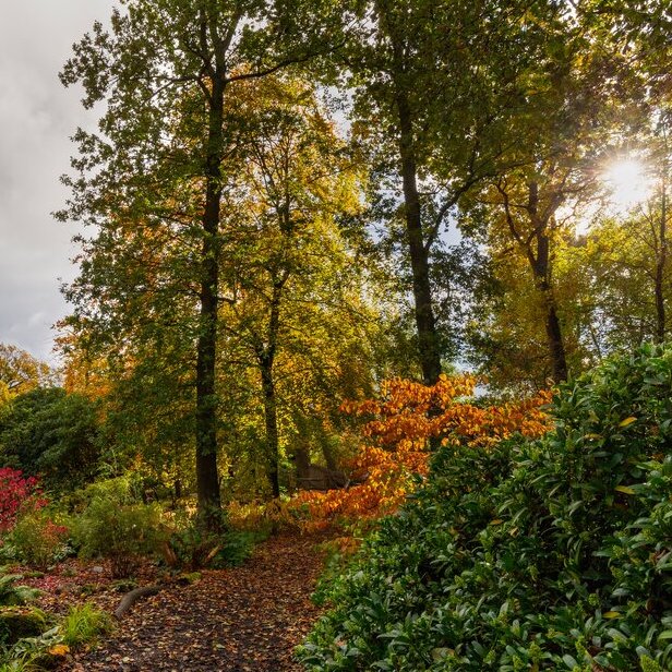 The Power of Trees: Wellbeing, Wildlife and the Future of Our Woodlands