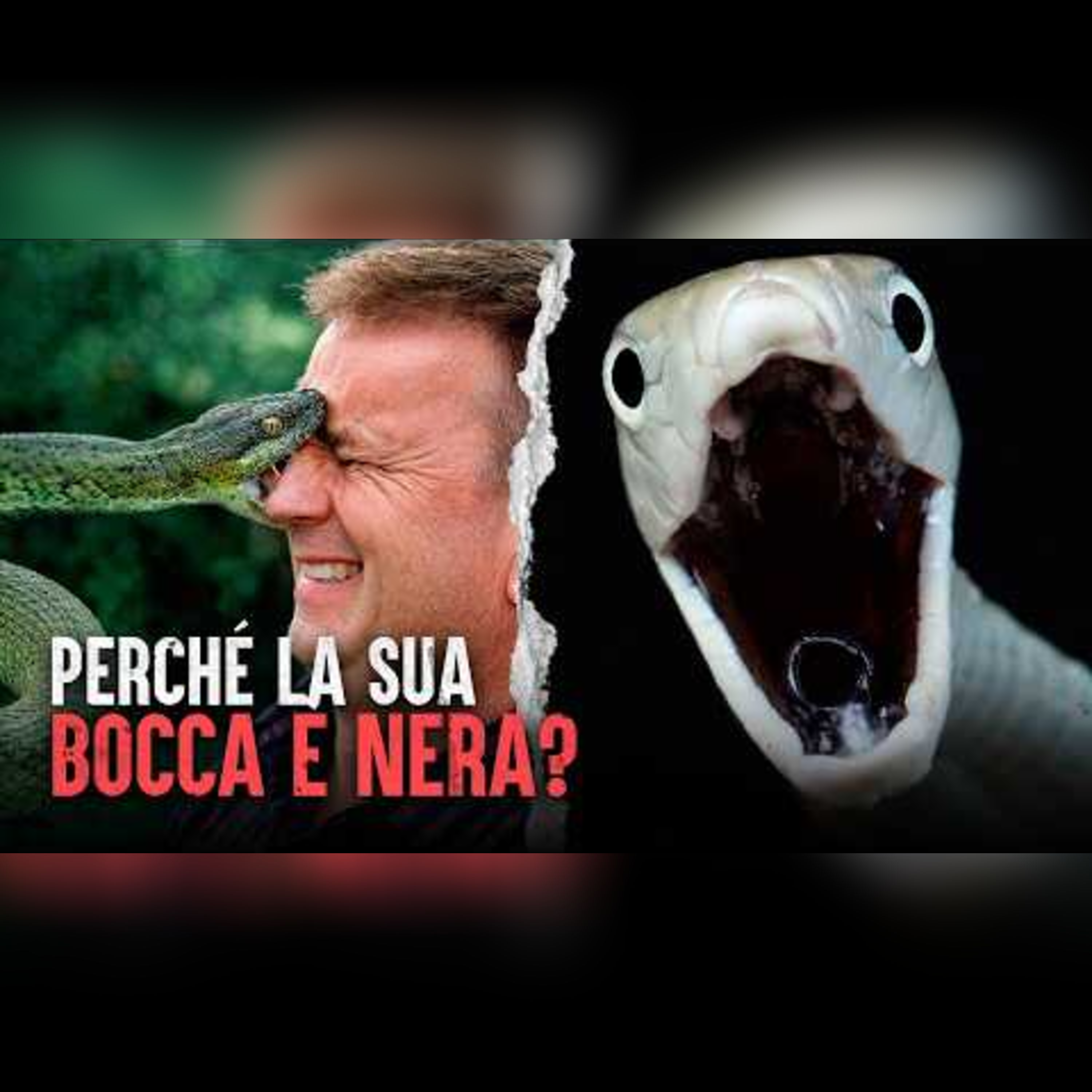 Se questo serpente ti morde, ti restano 10 minuti di vita episode artwork