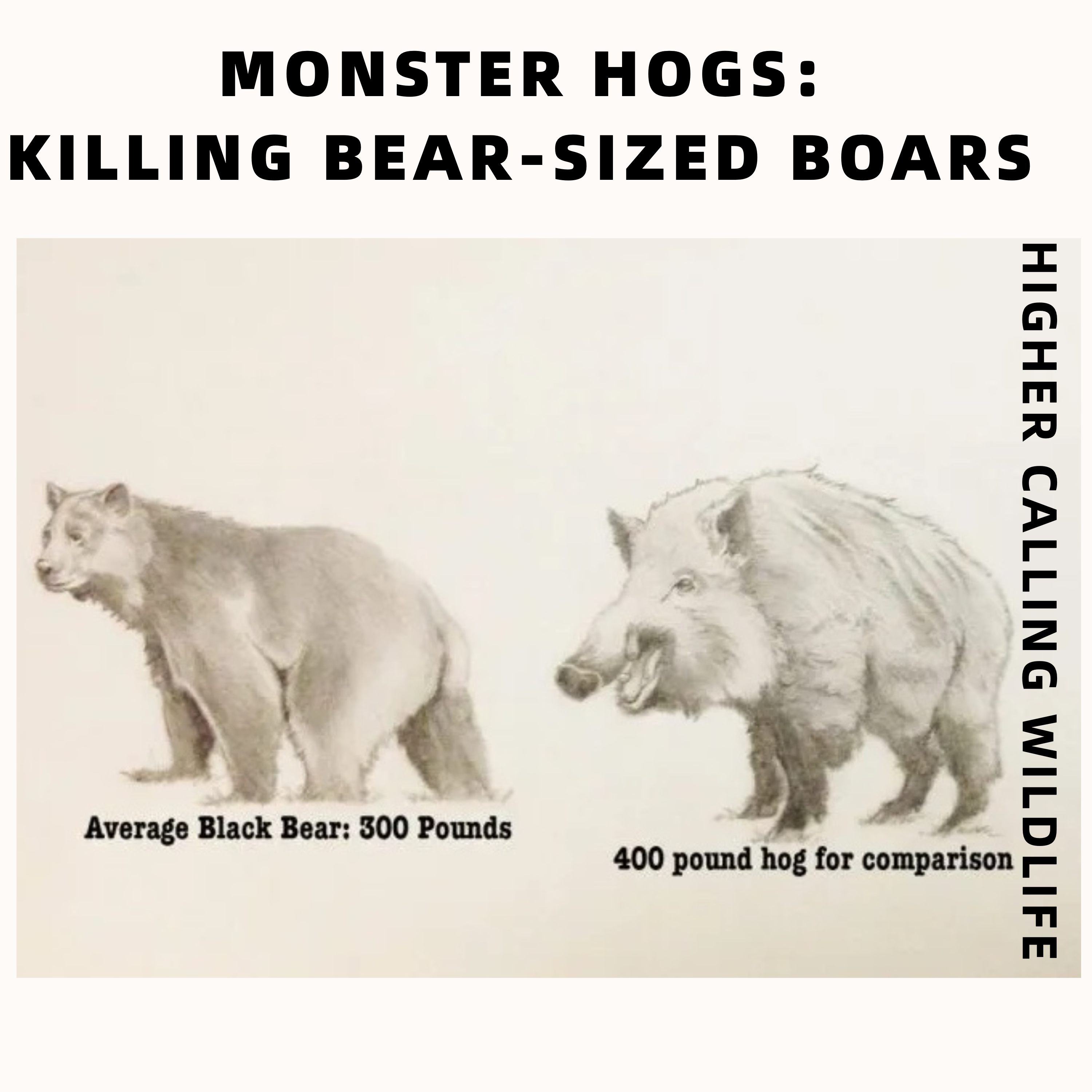 Monster Hogs: Killing Bear-Sized Boars