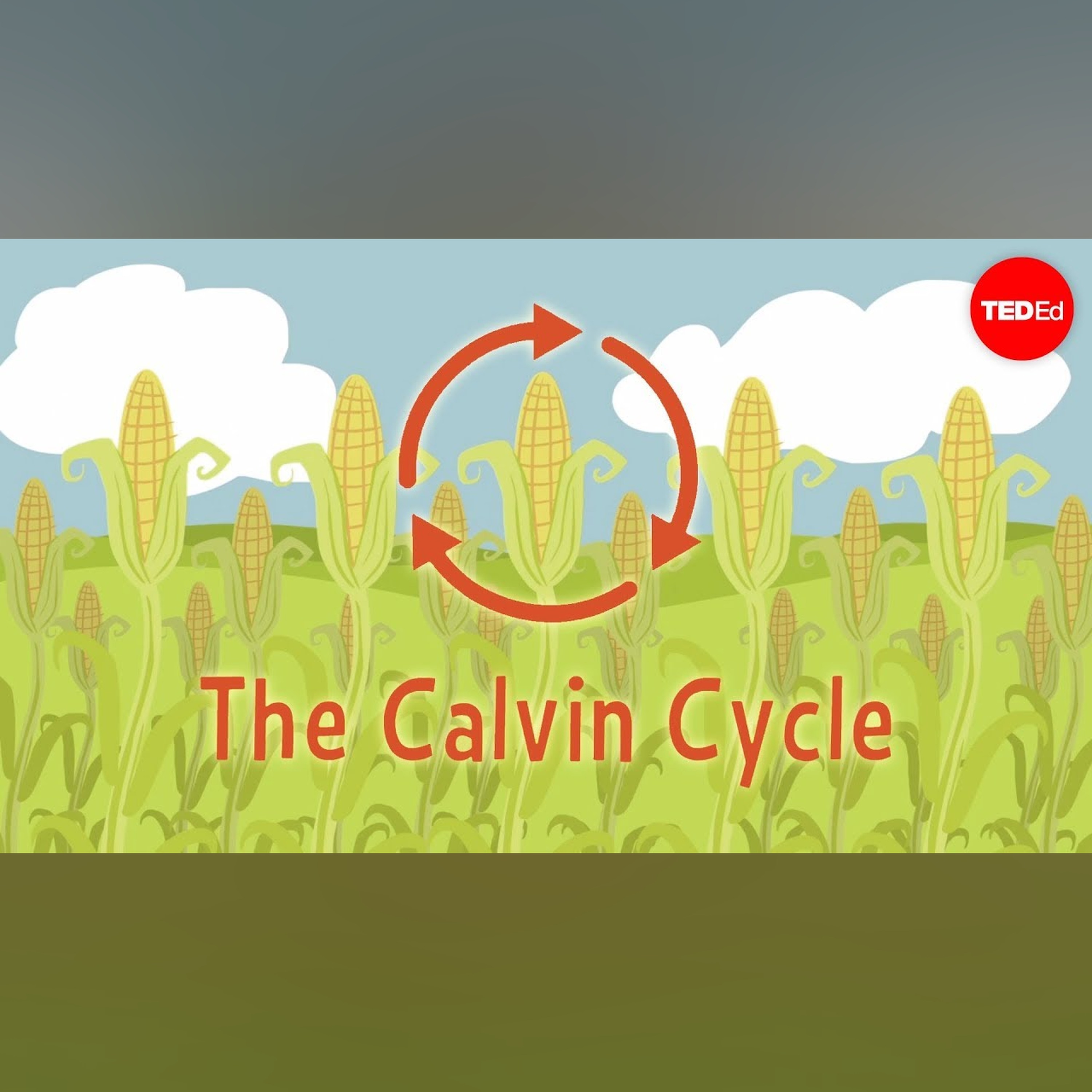 Nature's smallest factory: The Calvin cycle - Cathy Symington