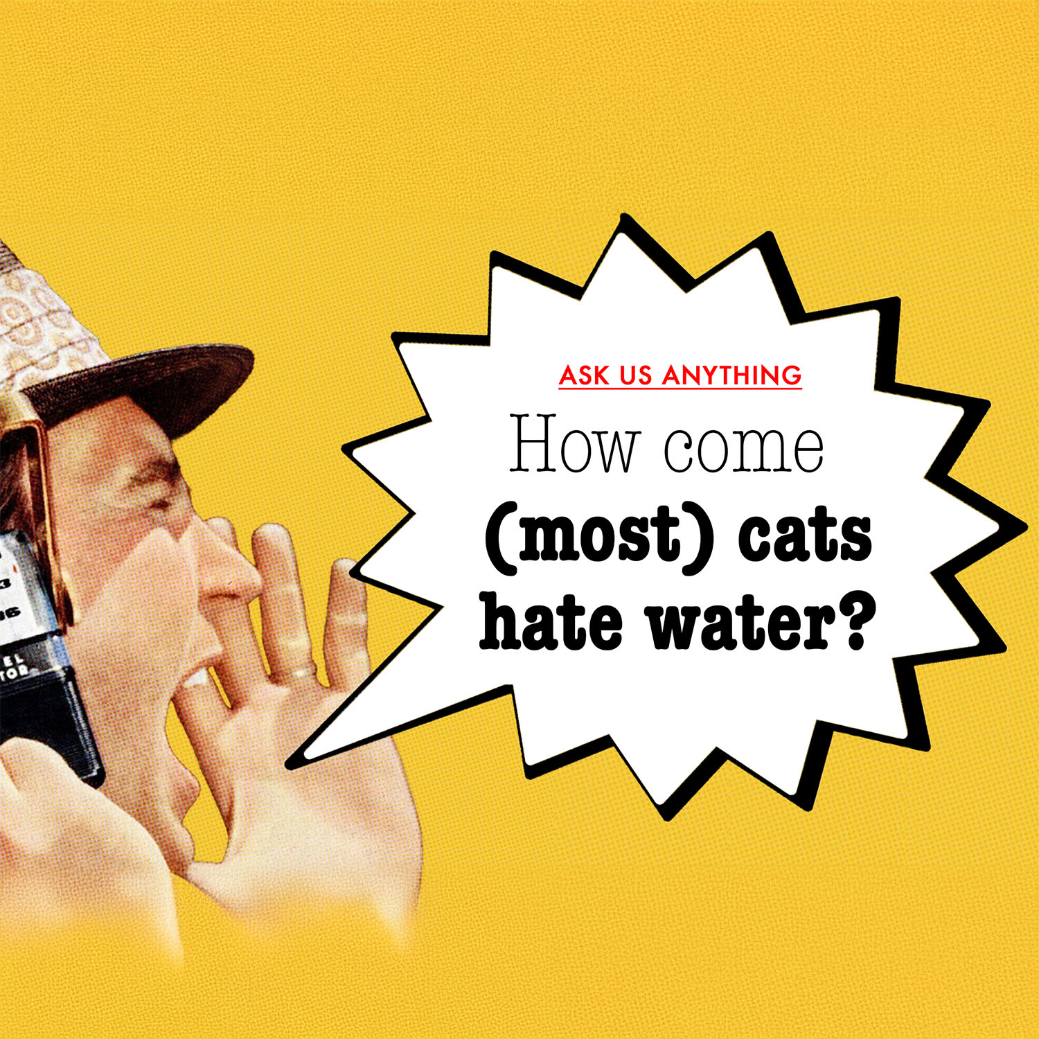 Why do (most) cats hate water?