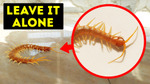 If You See This Bug in Your House, Don't Squish It!