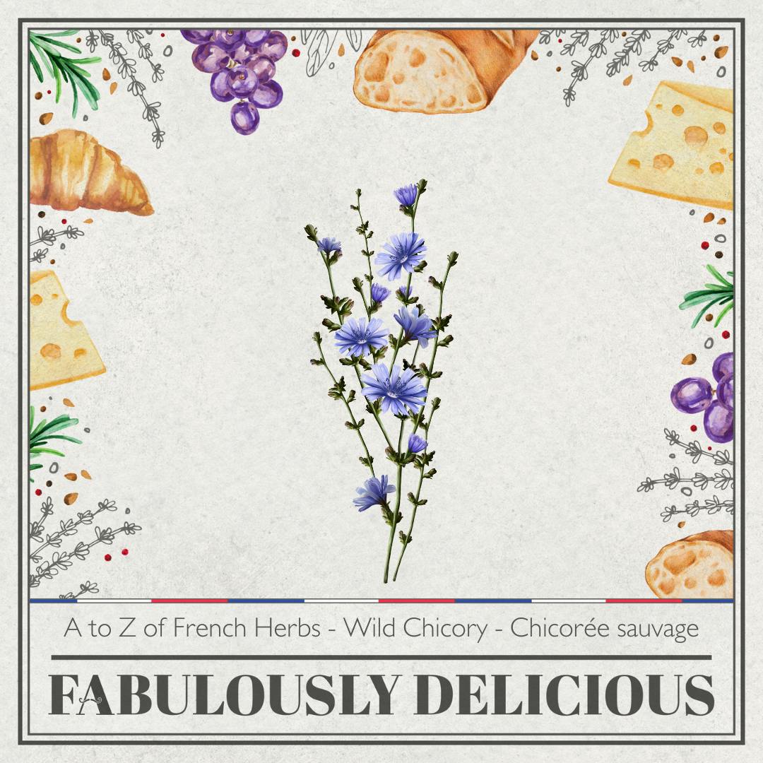 A to Z of French herbs - Wild Chicory - Chicorée sauvage