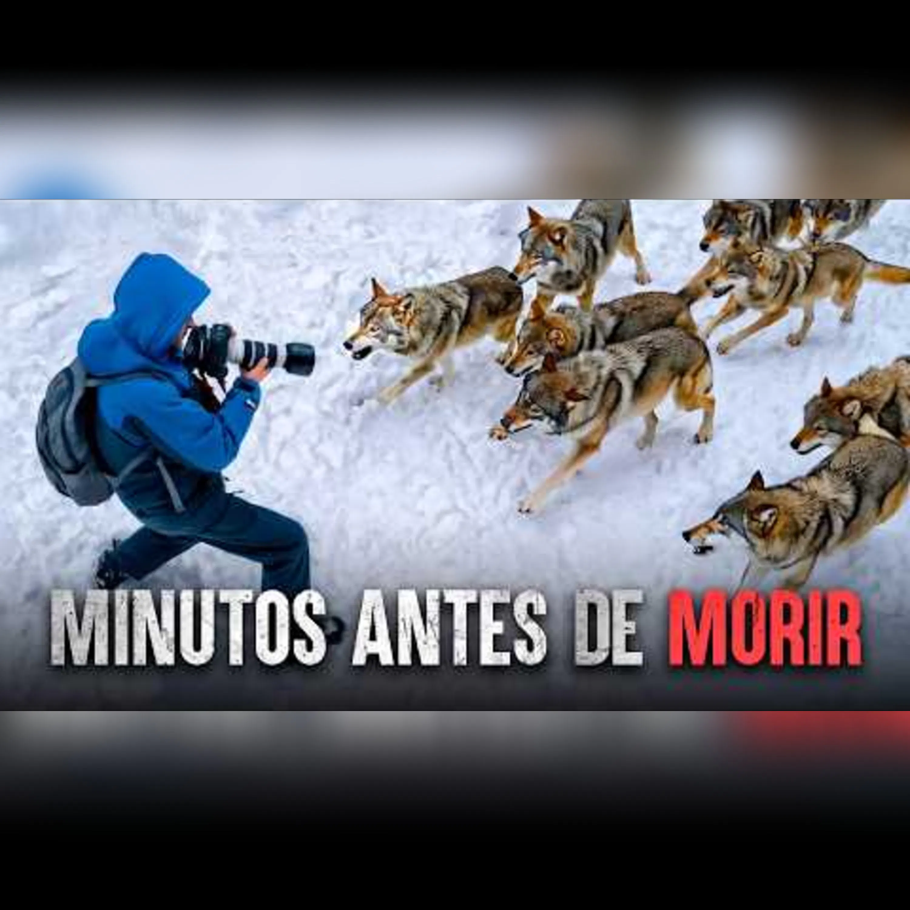 Ataques de lobo ATERRADORES captados en cámara por accidente episode artwork