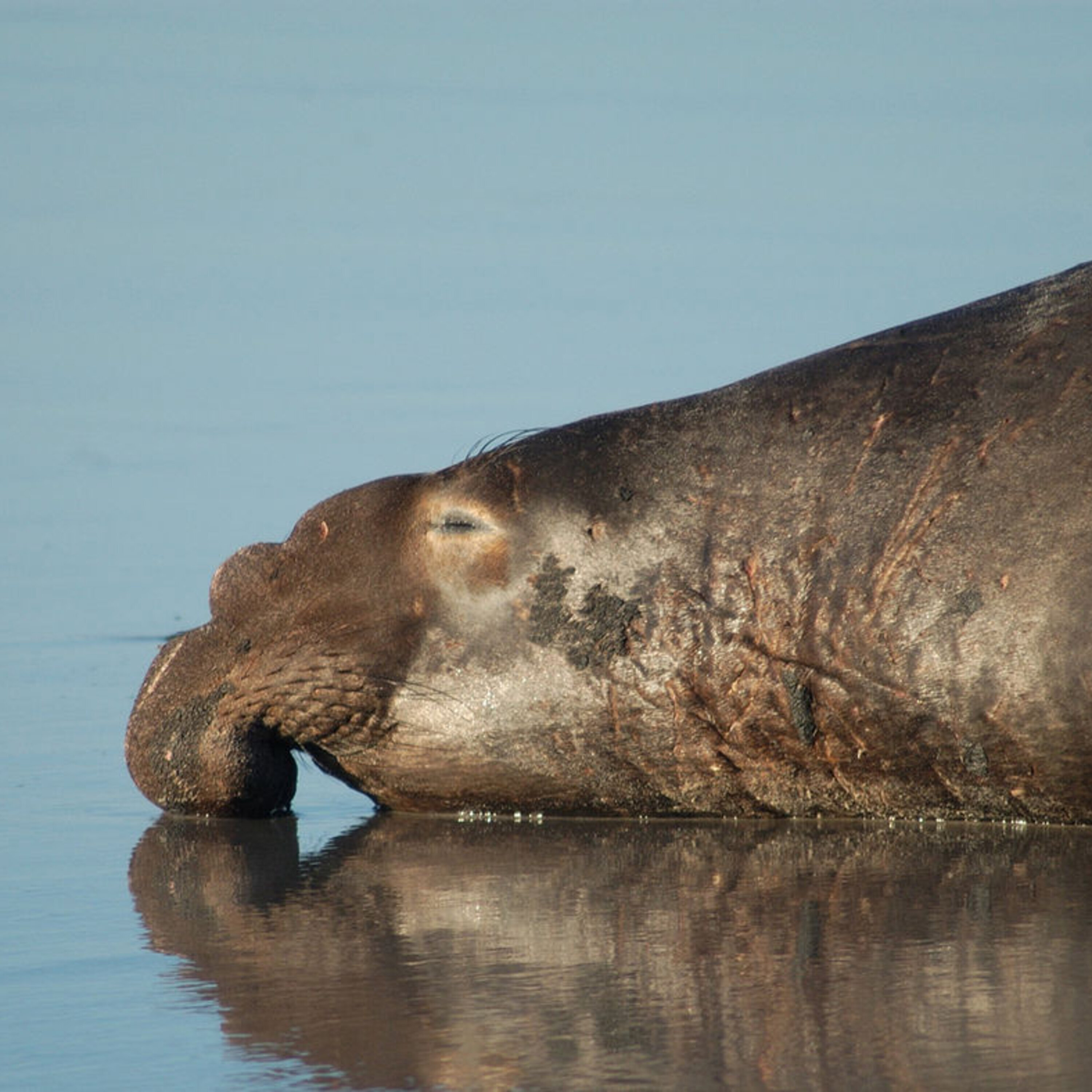 How Earth’s rotation could predict giant quakes, gene therapy’s new hope, and how carbon monoxide helps deep-diving seals