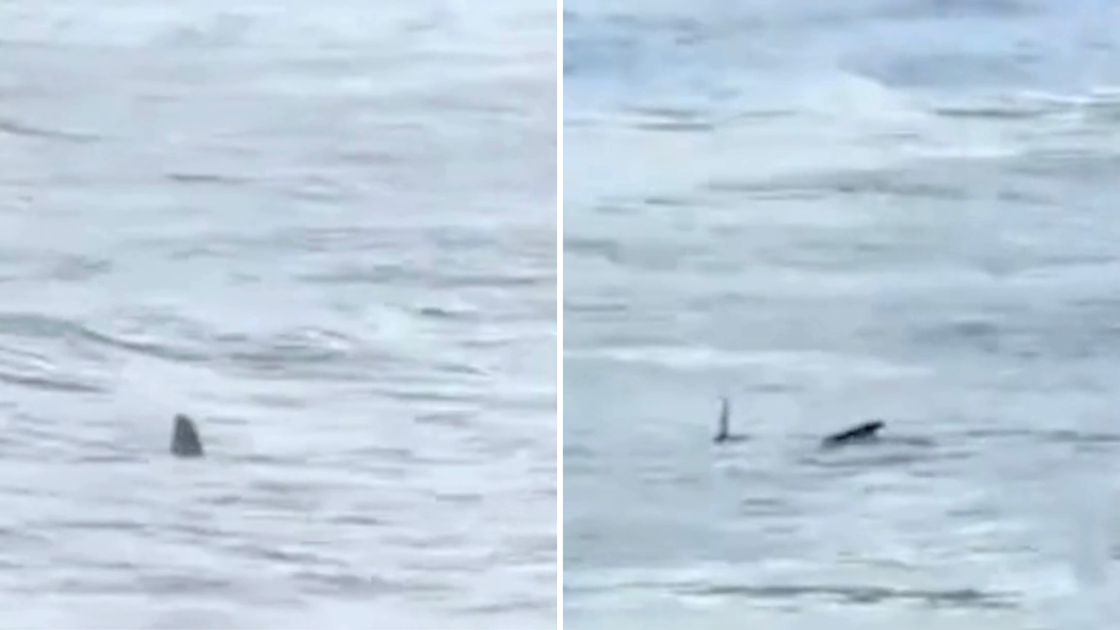 Empresário filma tubarão perto de crianças no Guarujá (SP)