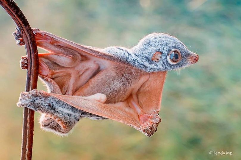 Episode 278: Fanciful Flying Lemurs, aka Colugos