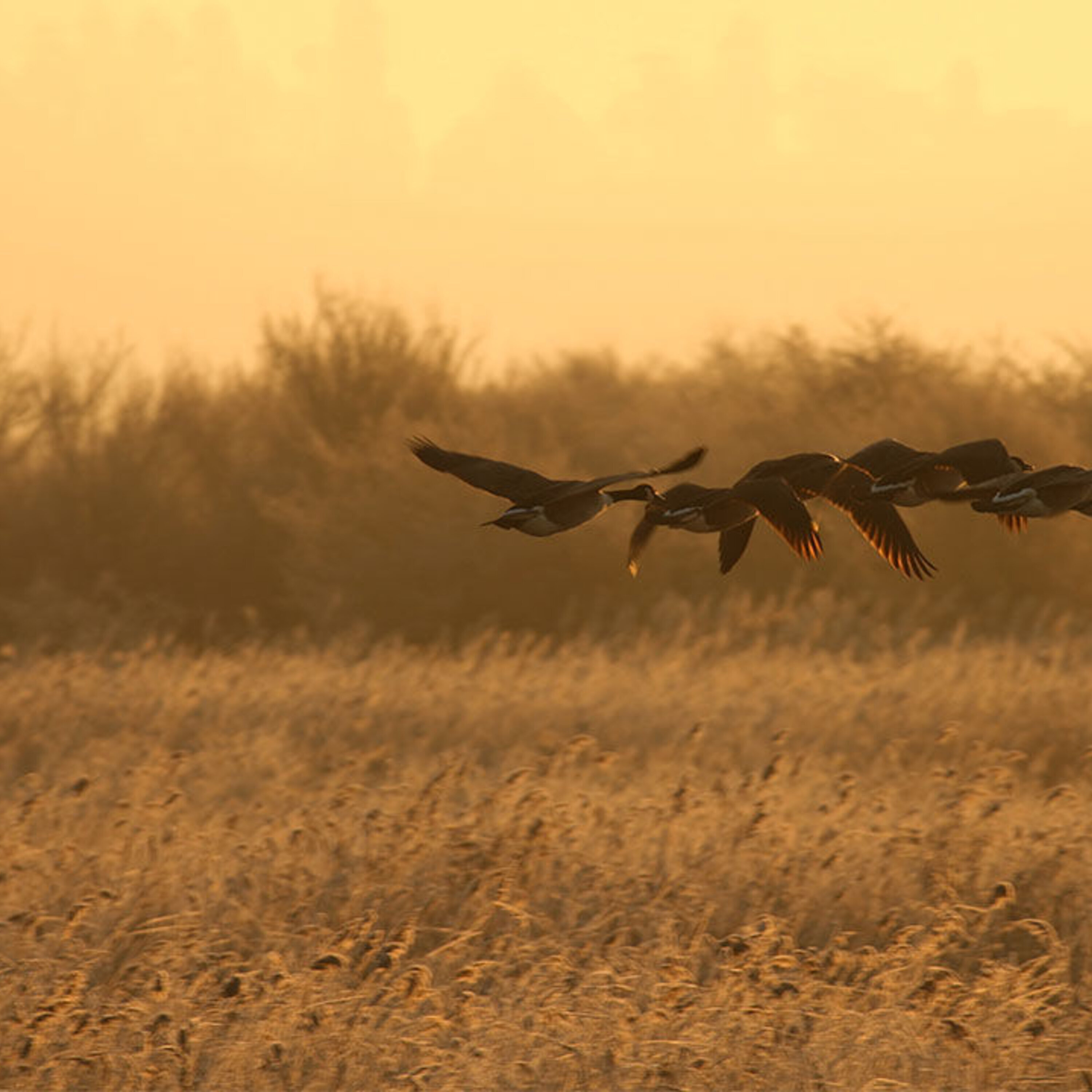 Evolution of skin color, taming rice thrice, and peering into baby brains
