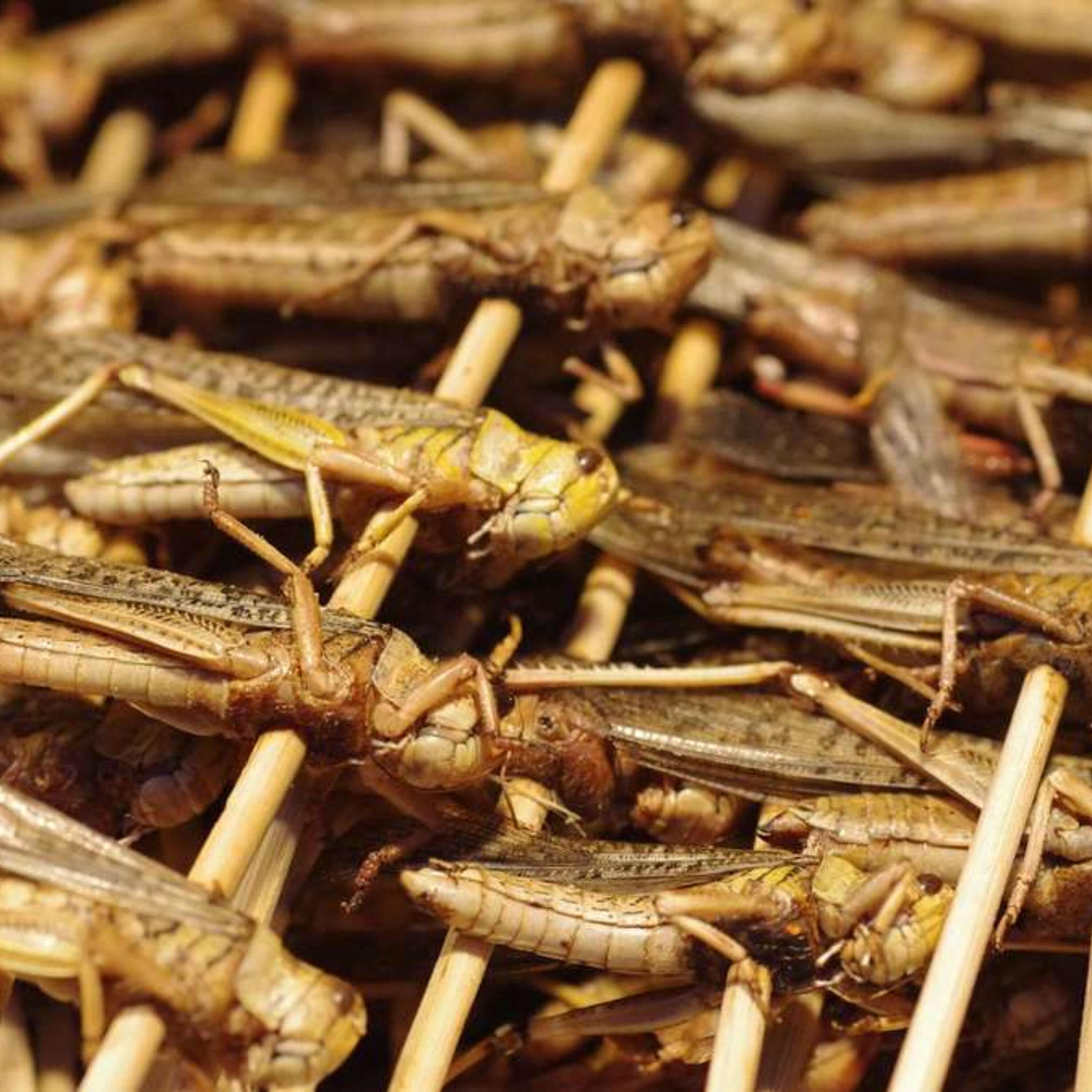 Bob Sechler on Aspire Food Group edible crickets episode artwork