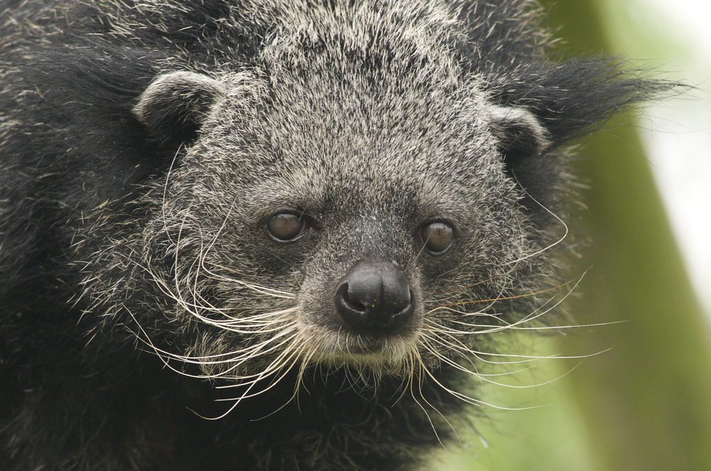 Episode 277: Bear Cats, aka the Binturong