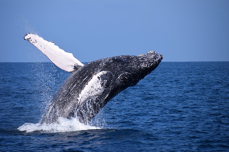 Episode 275: Harmony of the Humpback Whale