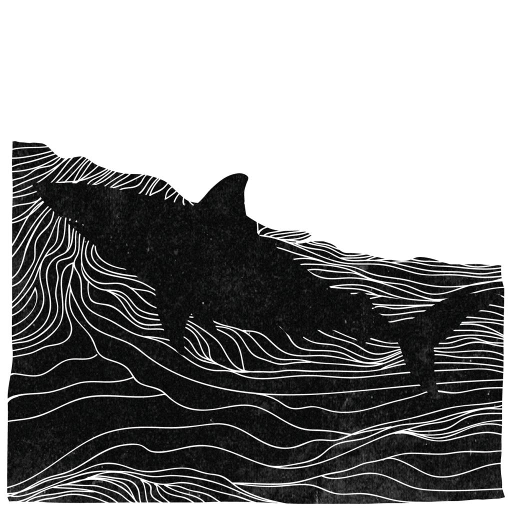 Sharks