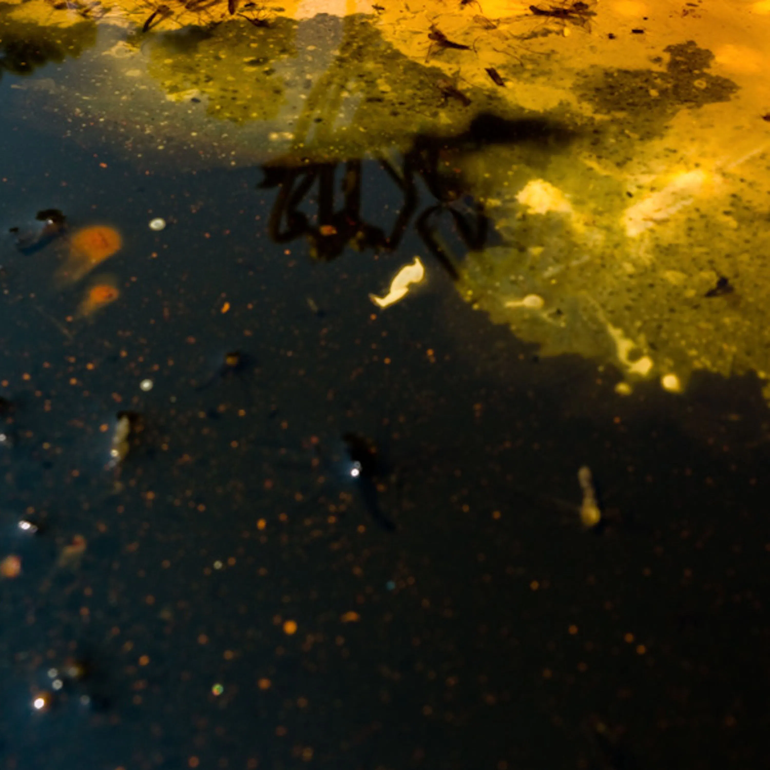 Qu'est-ce qu'une marée noire ?