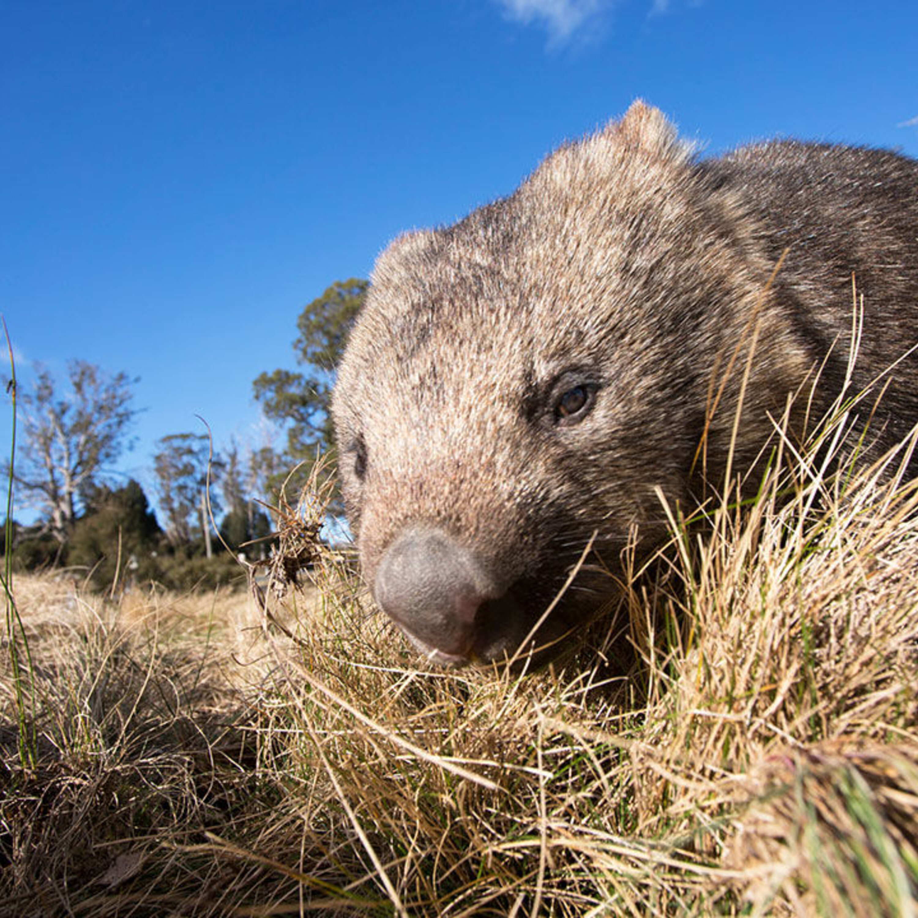 Furiously beating bat hearts, giant migrating wombats, and puzzling out preprint publishing