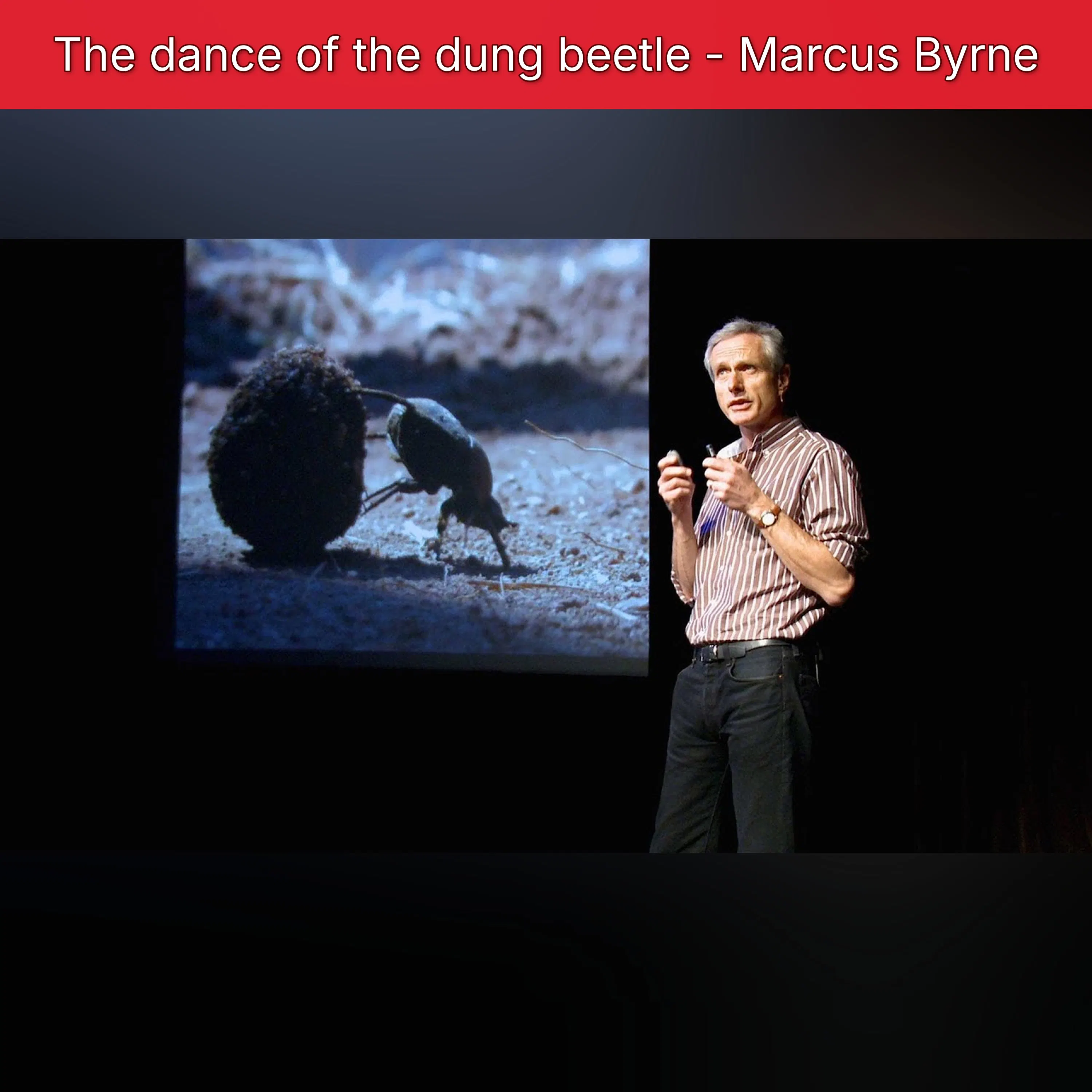 The dance of the dung beetle - Marcus Byrne