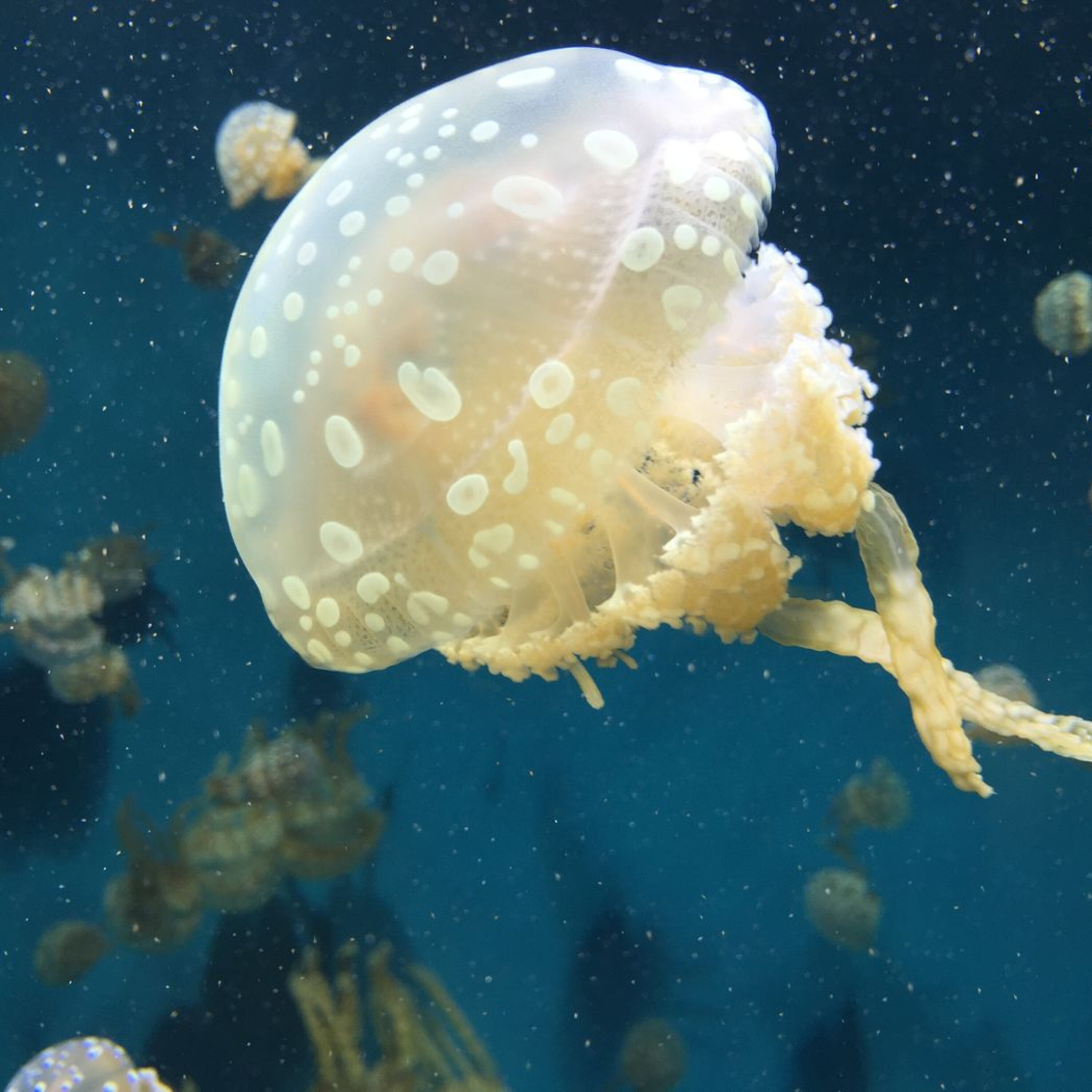 Cosmic rays from beyond our galaxy, sleeping jellyfish, and counting a language’s words for colors