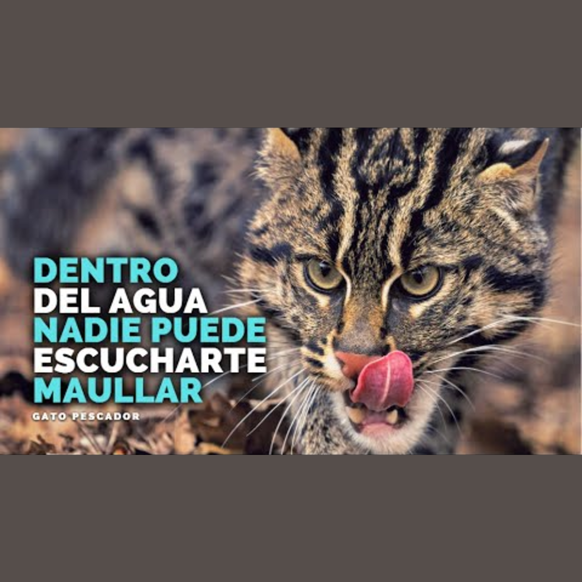 Animalogic En Español