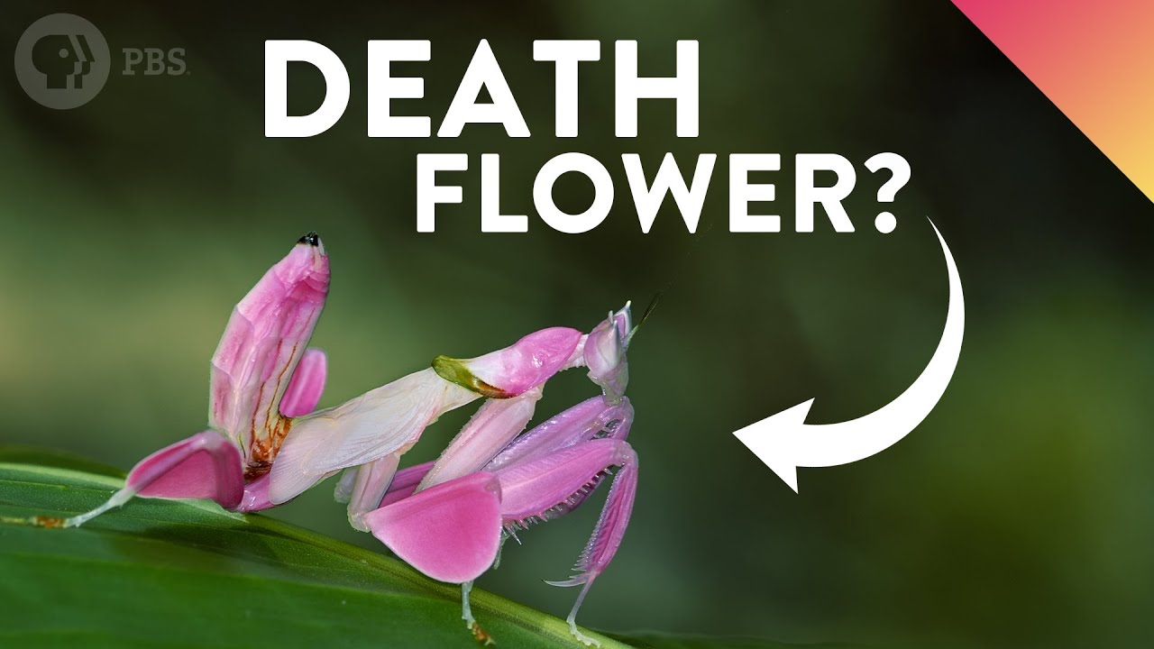 Why Do These Deadly Insects Look Like Flowers? episode artwork