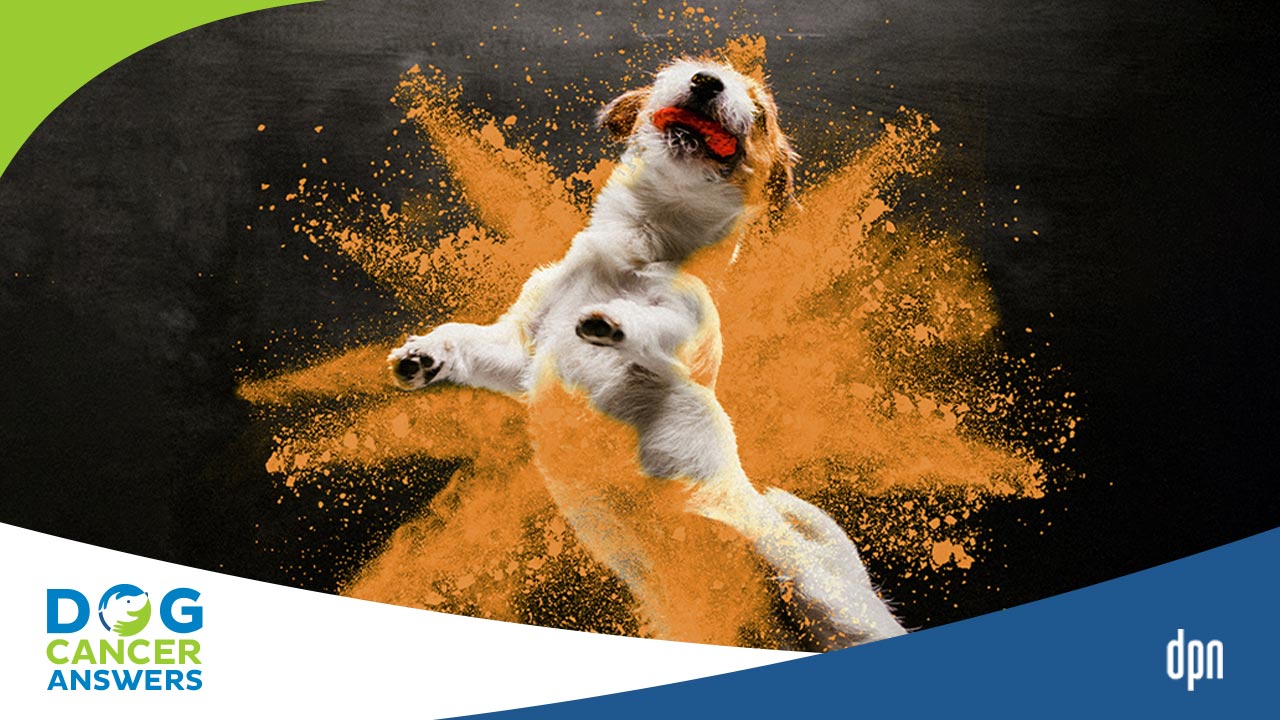 Curcumin for Cancer in Dogs | Dr. Jessica Tartof #225