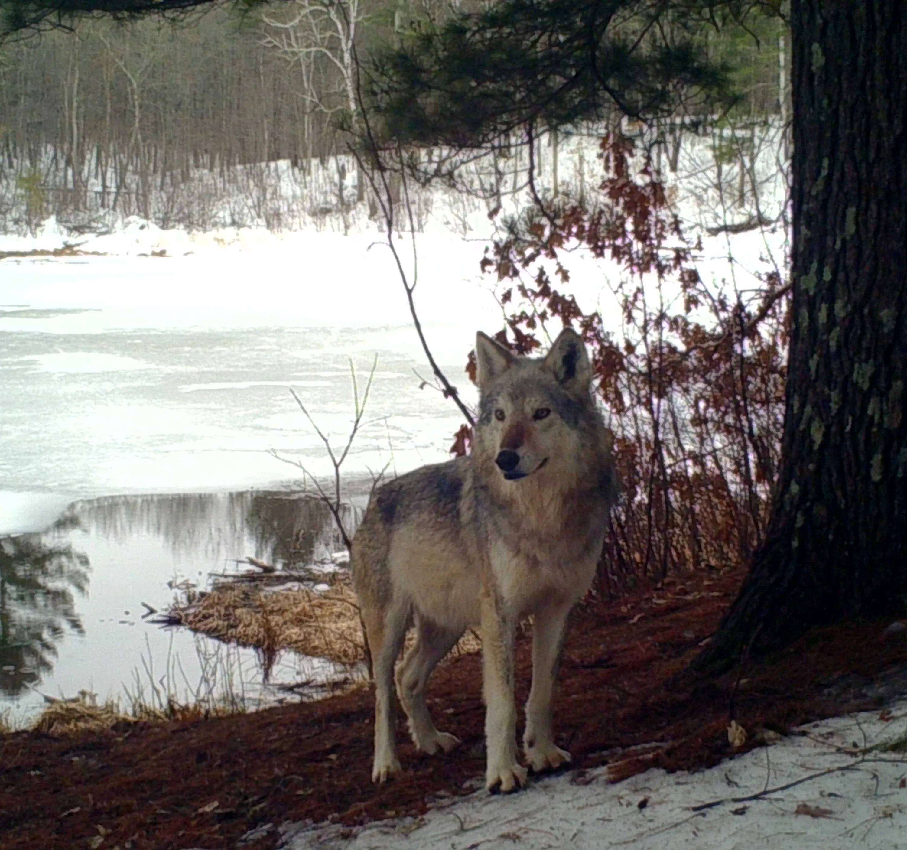 209. Wolves!
